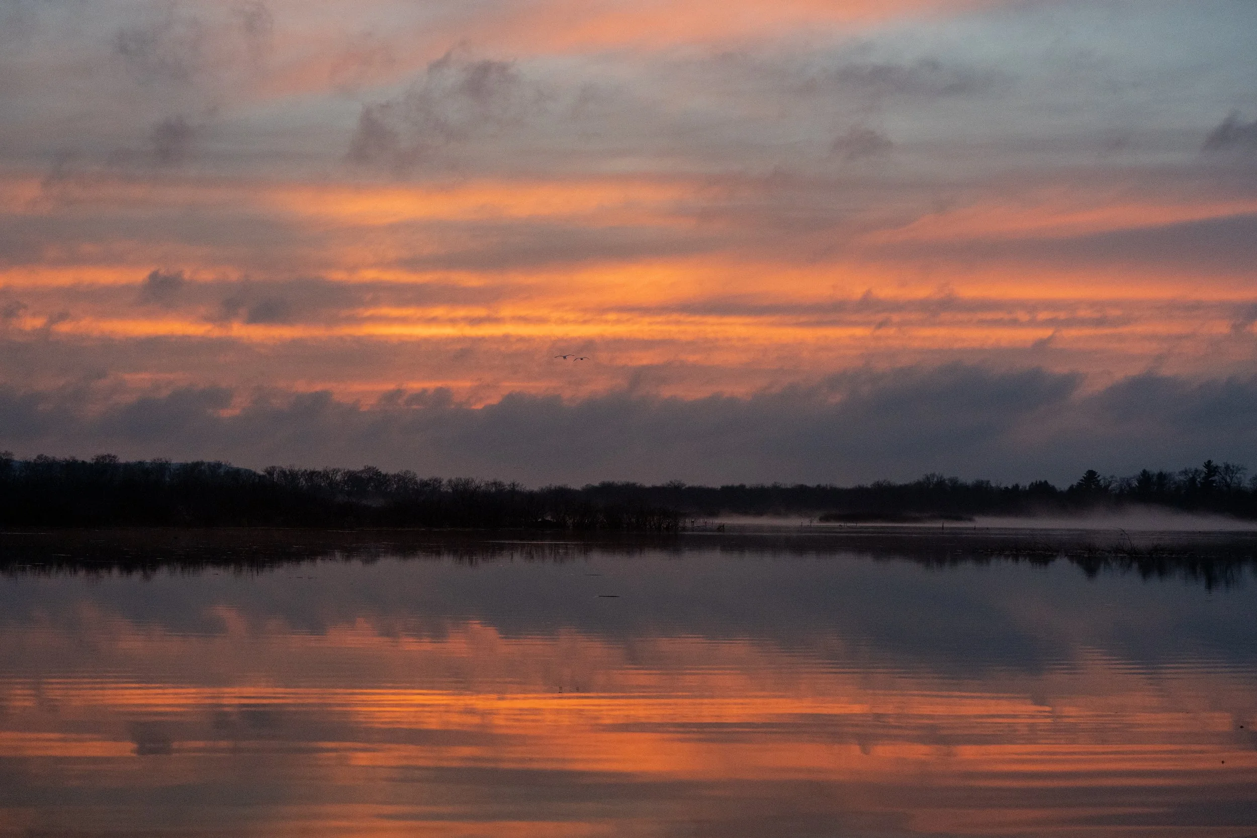 Sunset colors light up the sky as geese and swans gather for the night. Cruson Slough, Wisconsin. 