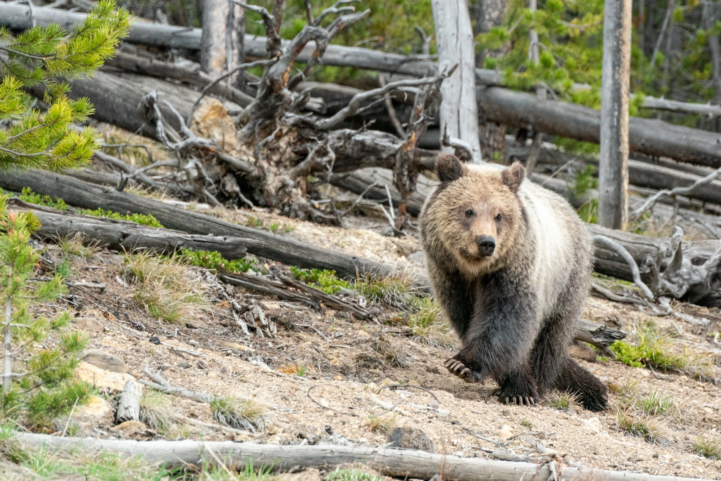 A yearling Grizzley ambles along trying to catch up with its mother. Yellowstone National Park, Wyoming. 