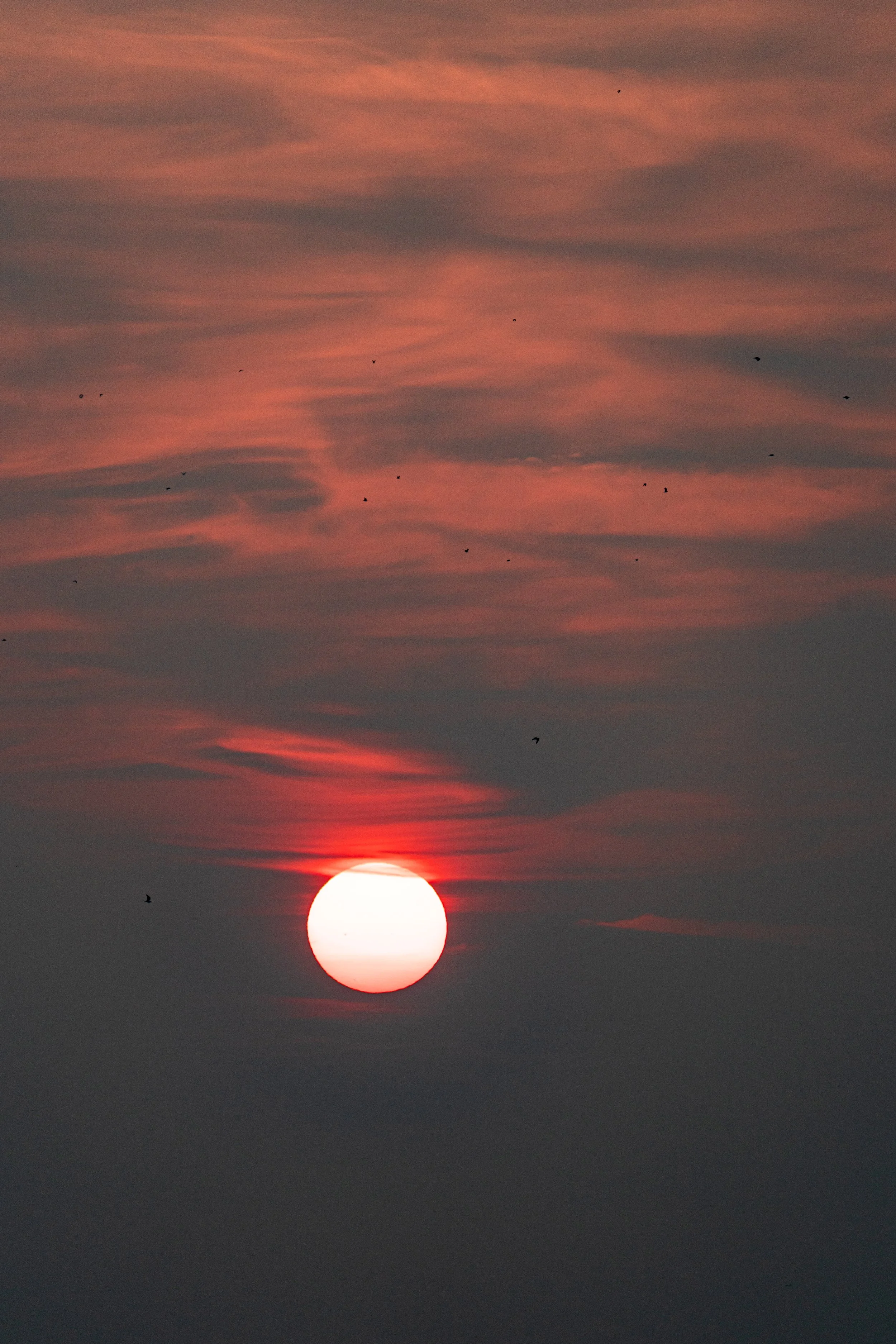 A flight of small birds in front of the burning rising sun. Lake Monona, Wisconsin.