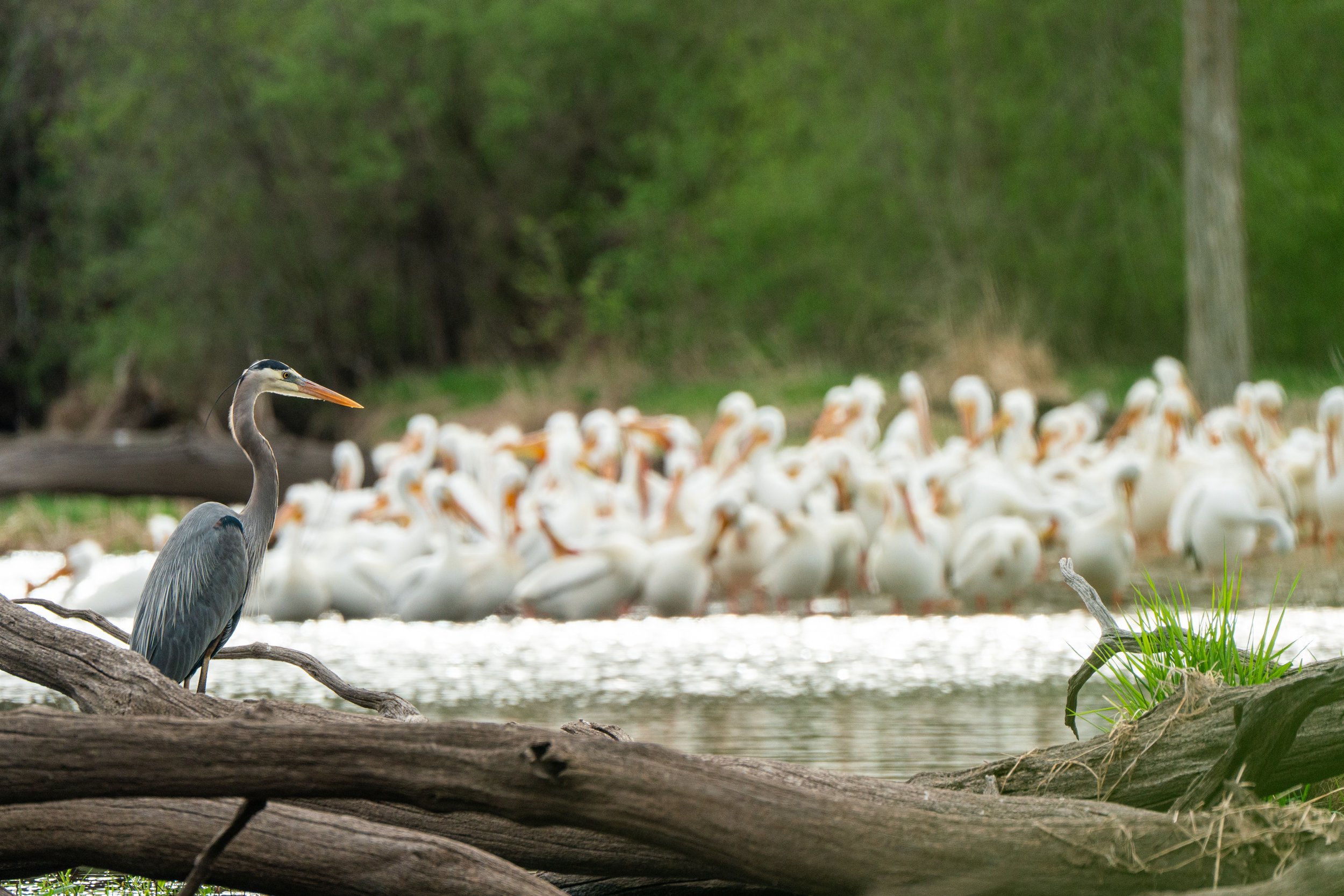 A Great Blue Heron takes a break from fishing to look over a flock of American White Pelicans taking a migratory rest session. Madison, Wisconsin. 