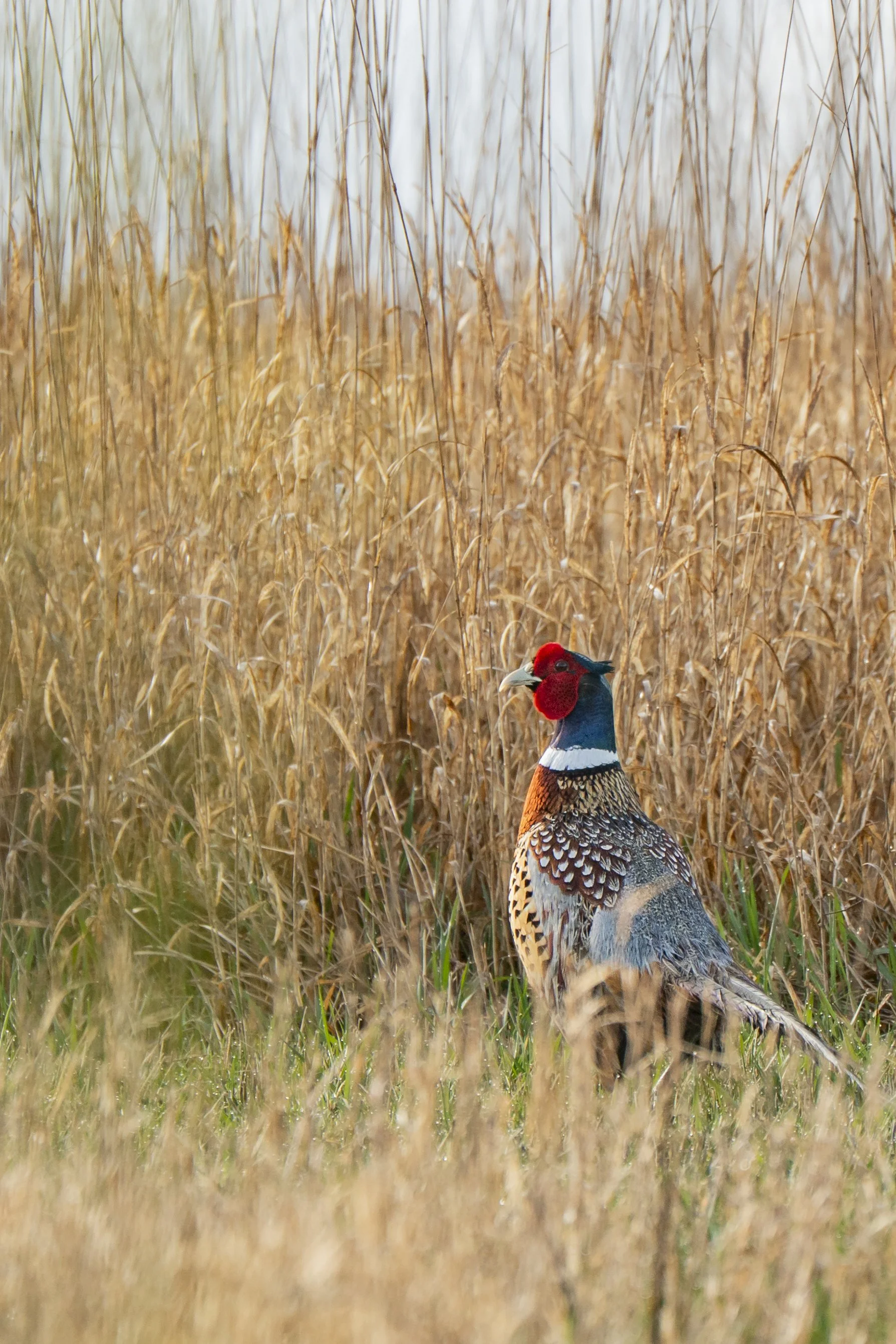 A stunning male pheasant poses in front of the tall prairie grasses. Thomson Memorial Prairie, Wisconsin. 