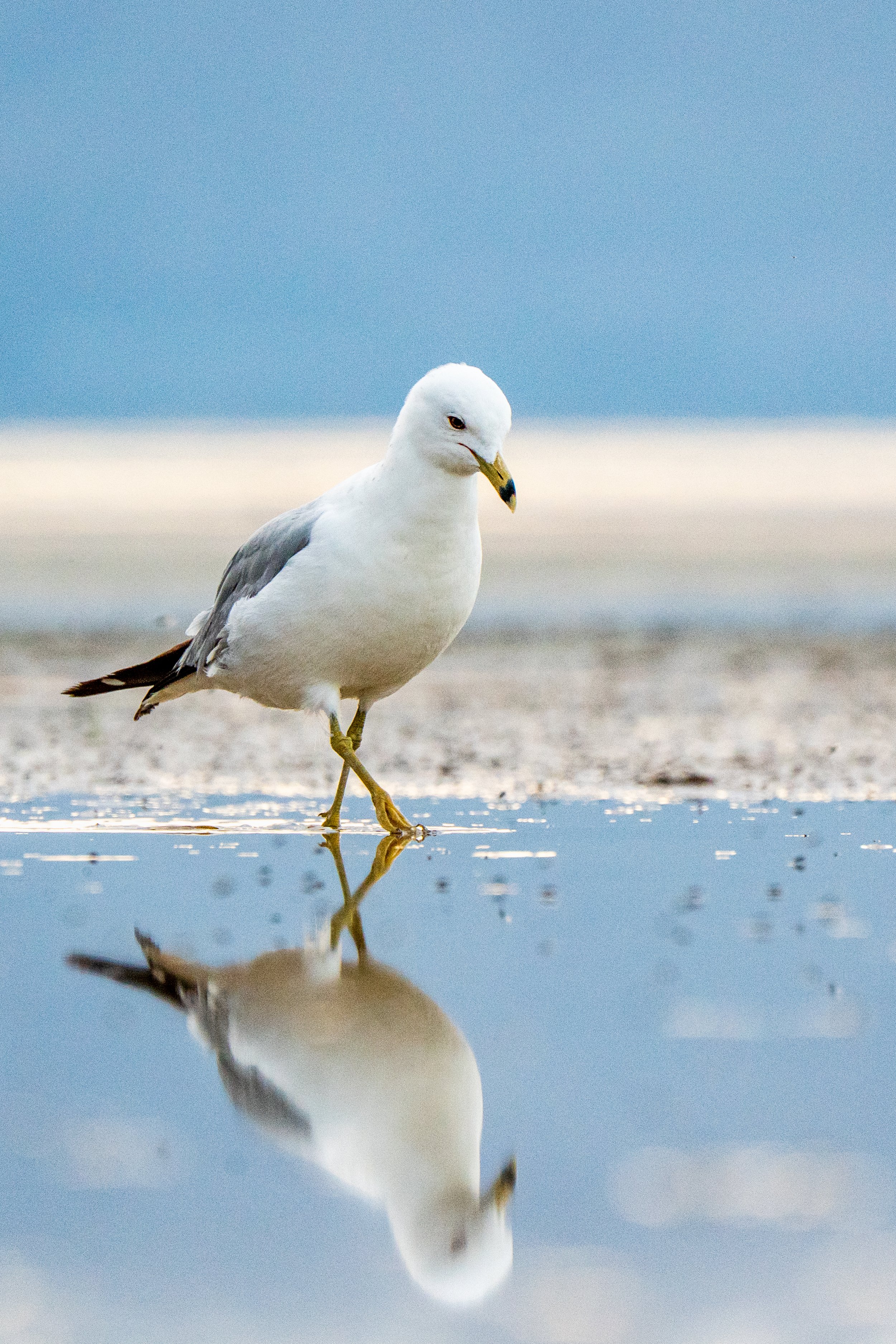 Salty Runway