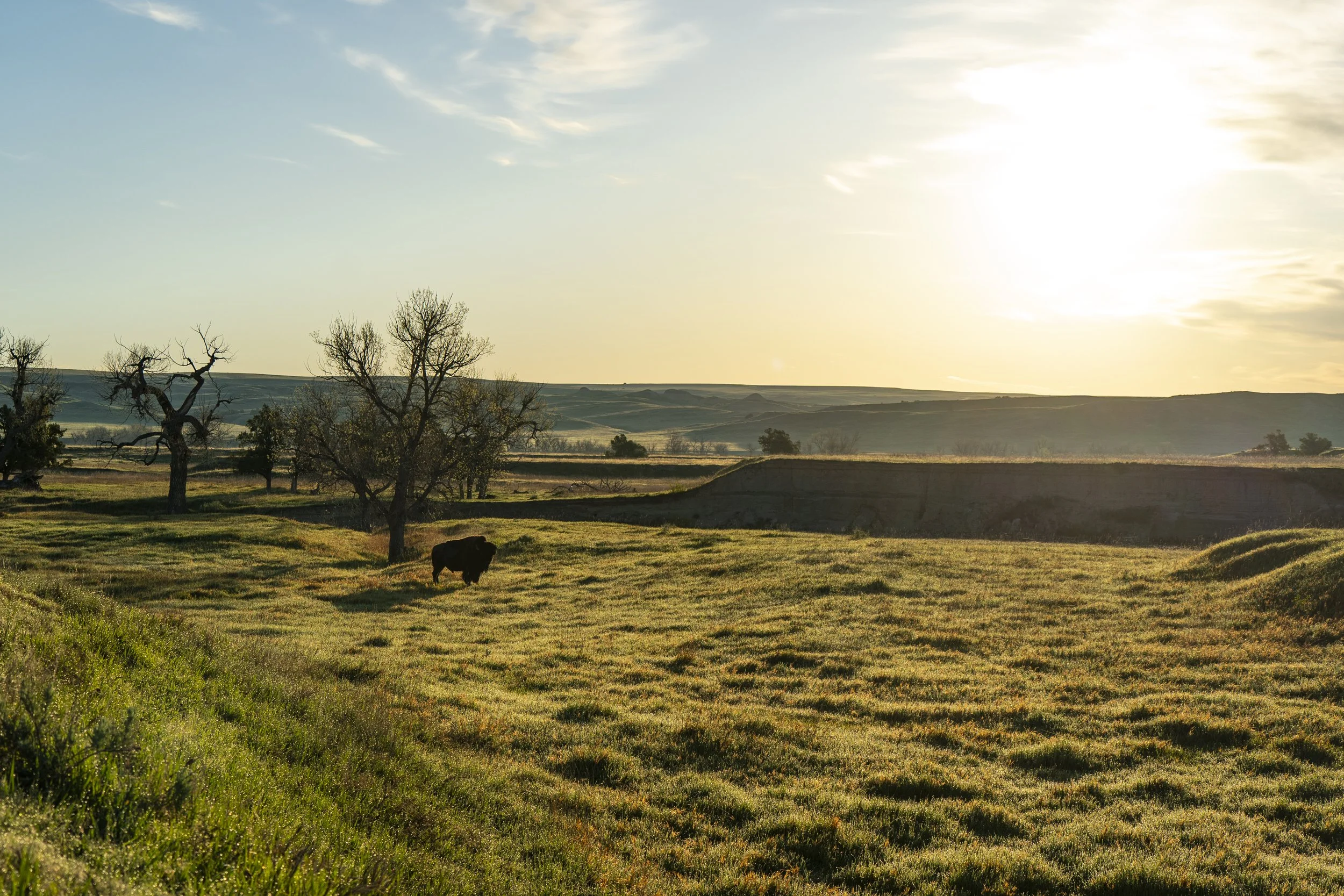 Bison Sunrise