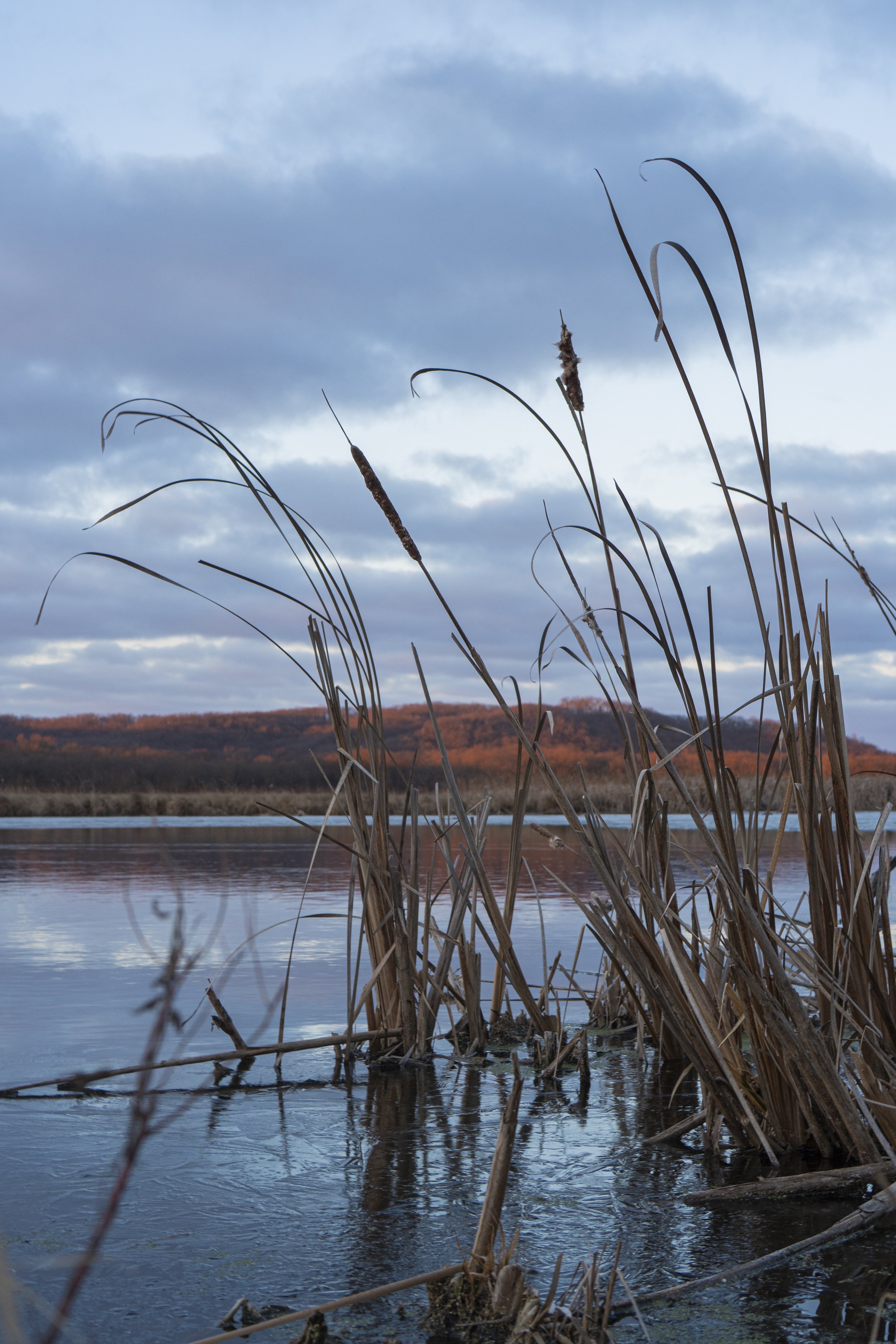 Cattail Sunrise