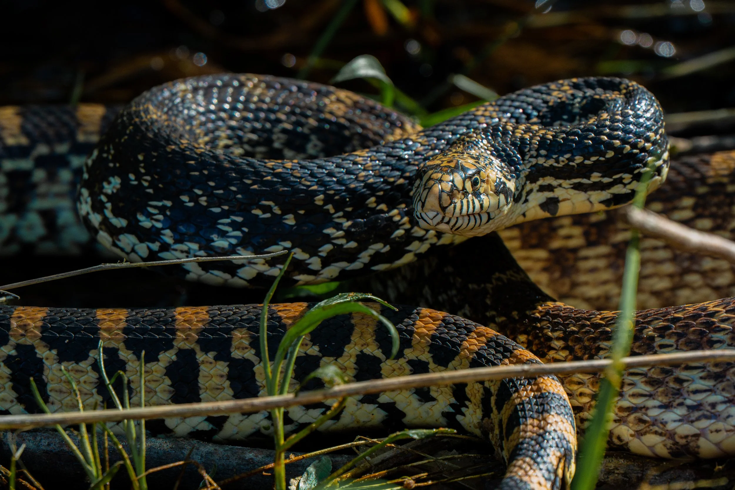 A Bull Snake in defensive posture doing its best impression of a fearsome rattlesnake. Cruson Slough, Wisconsin.