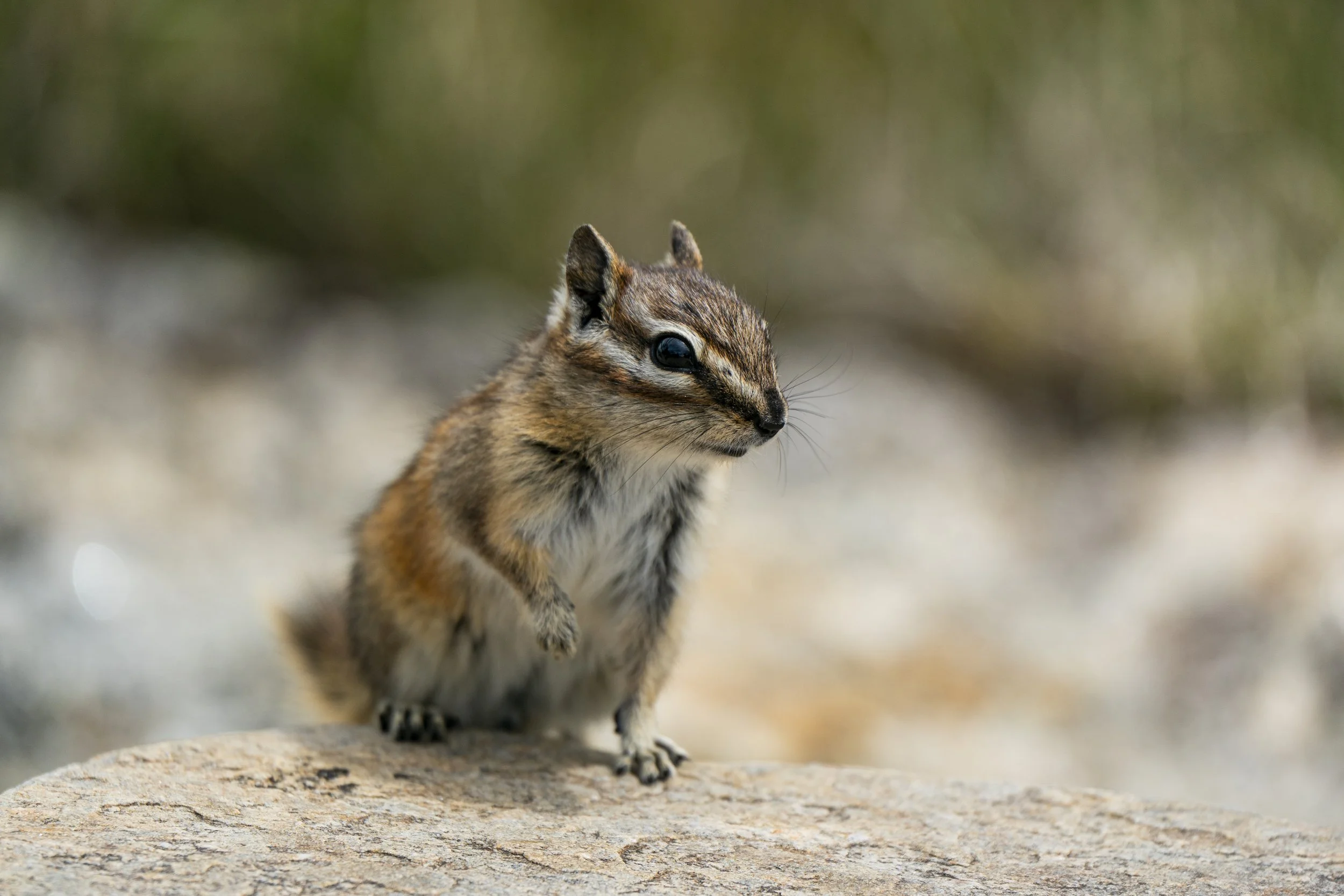 Curious Chipmunk