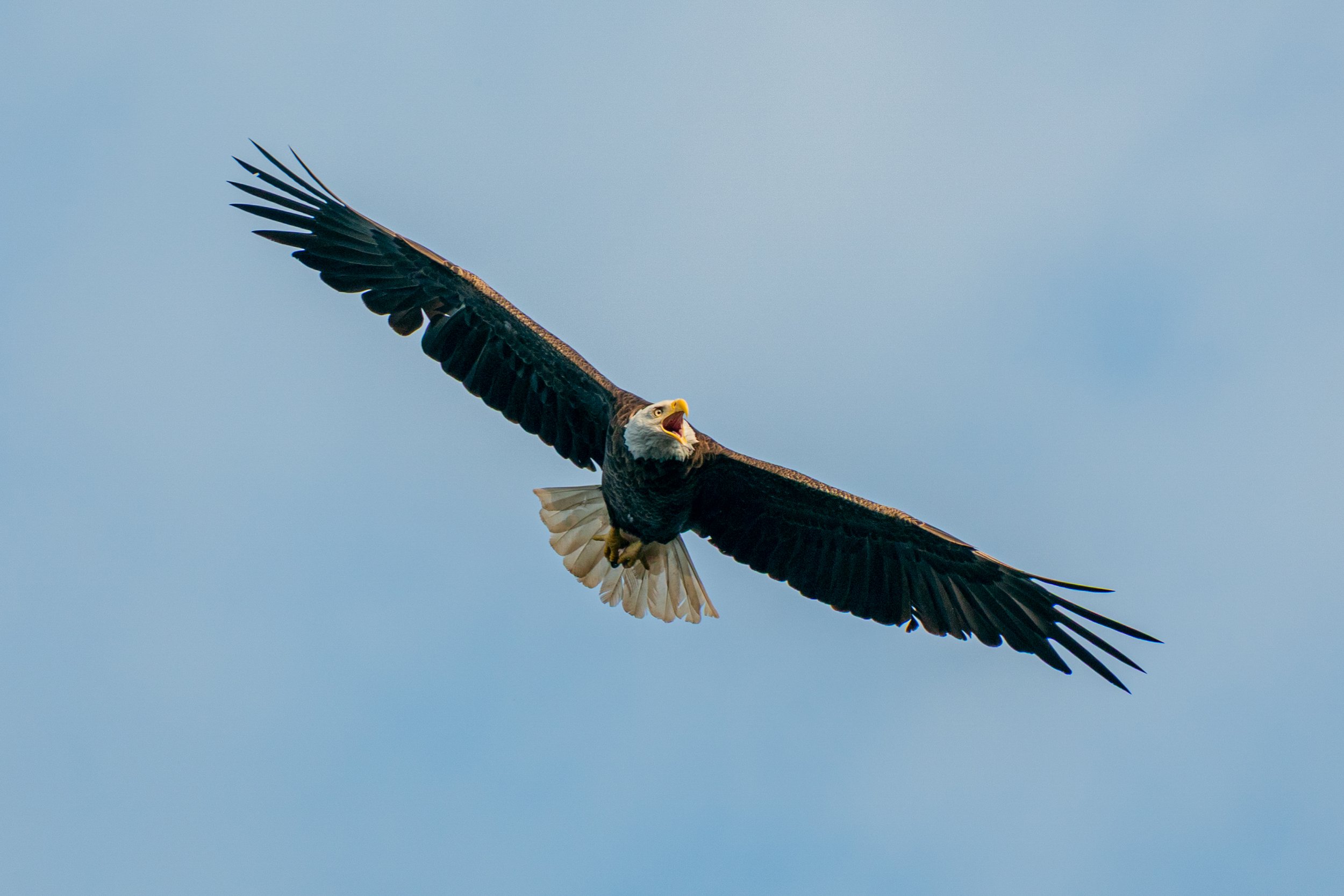 Soaring Eagle II