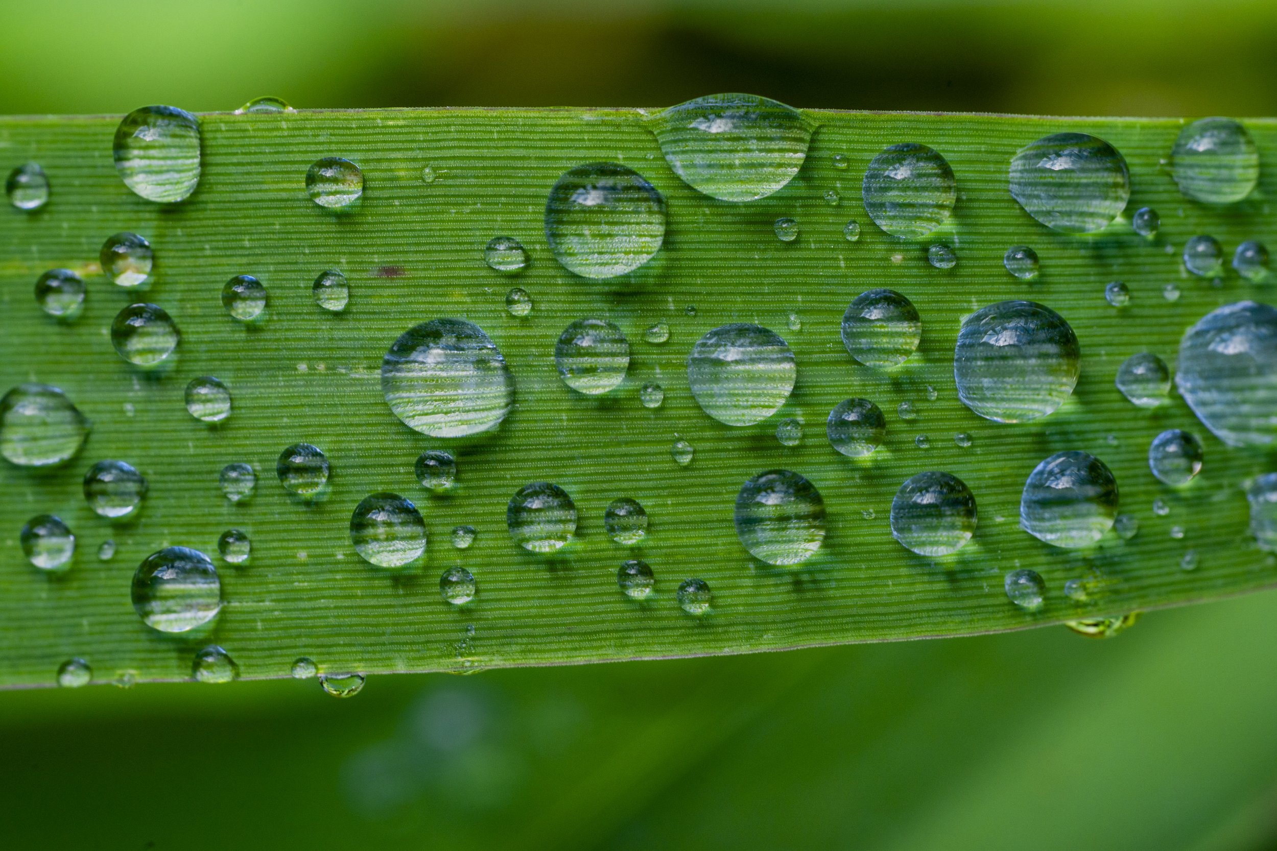 Dew drops on a striking blade of grass. Walking Iron Wildlife Area, Wisconsin.