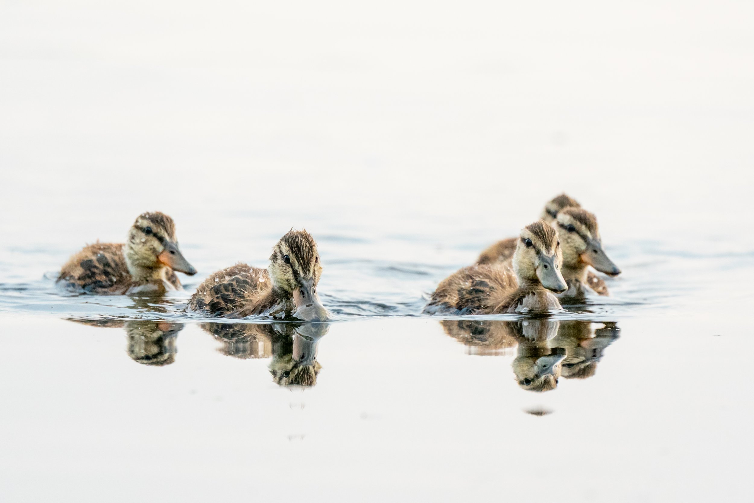 Cruising Ducklings