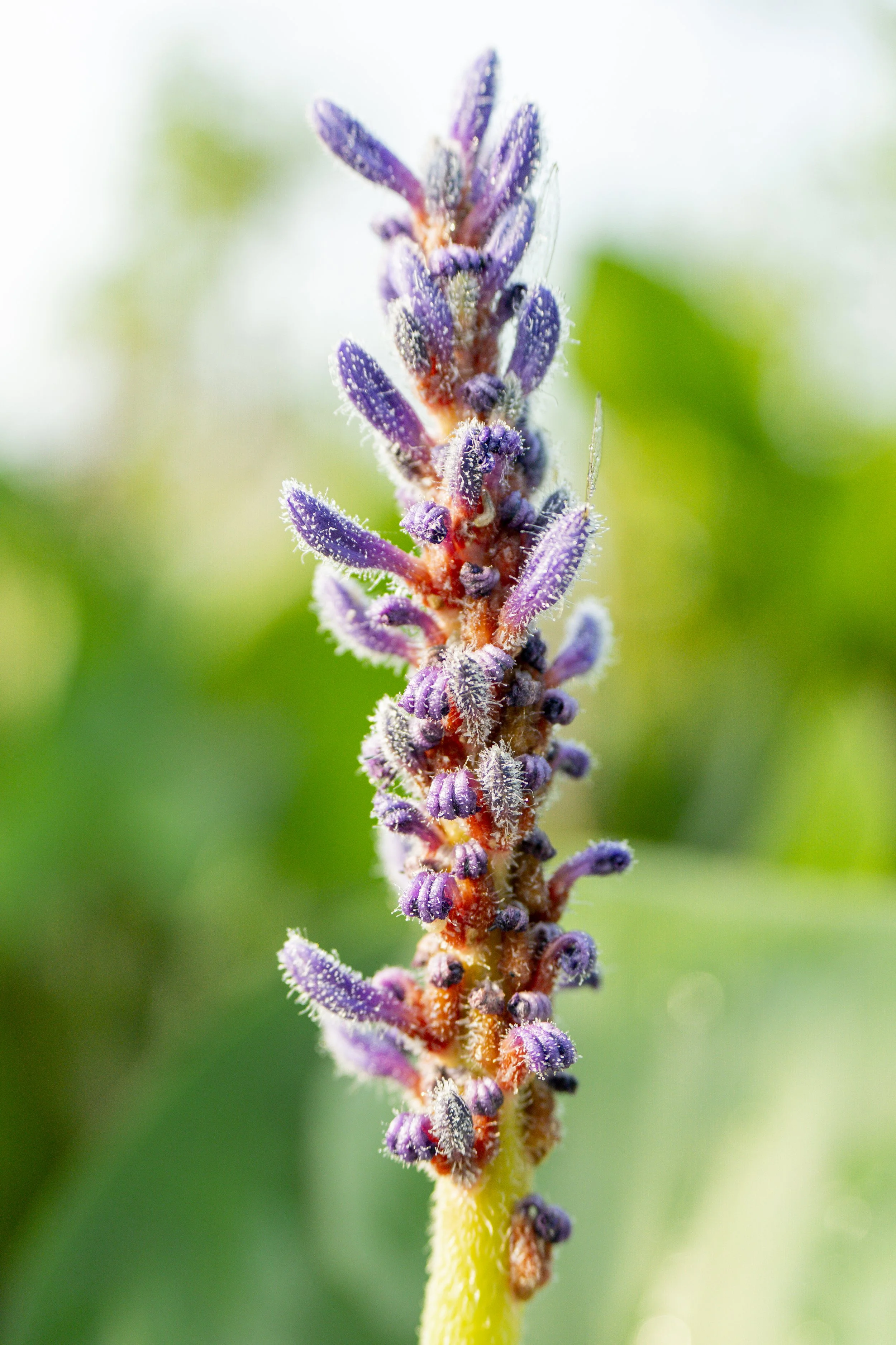 Pickerelweed with Wings
