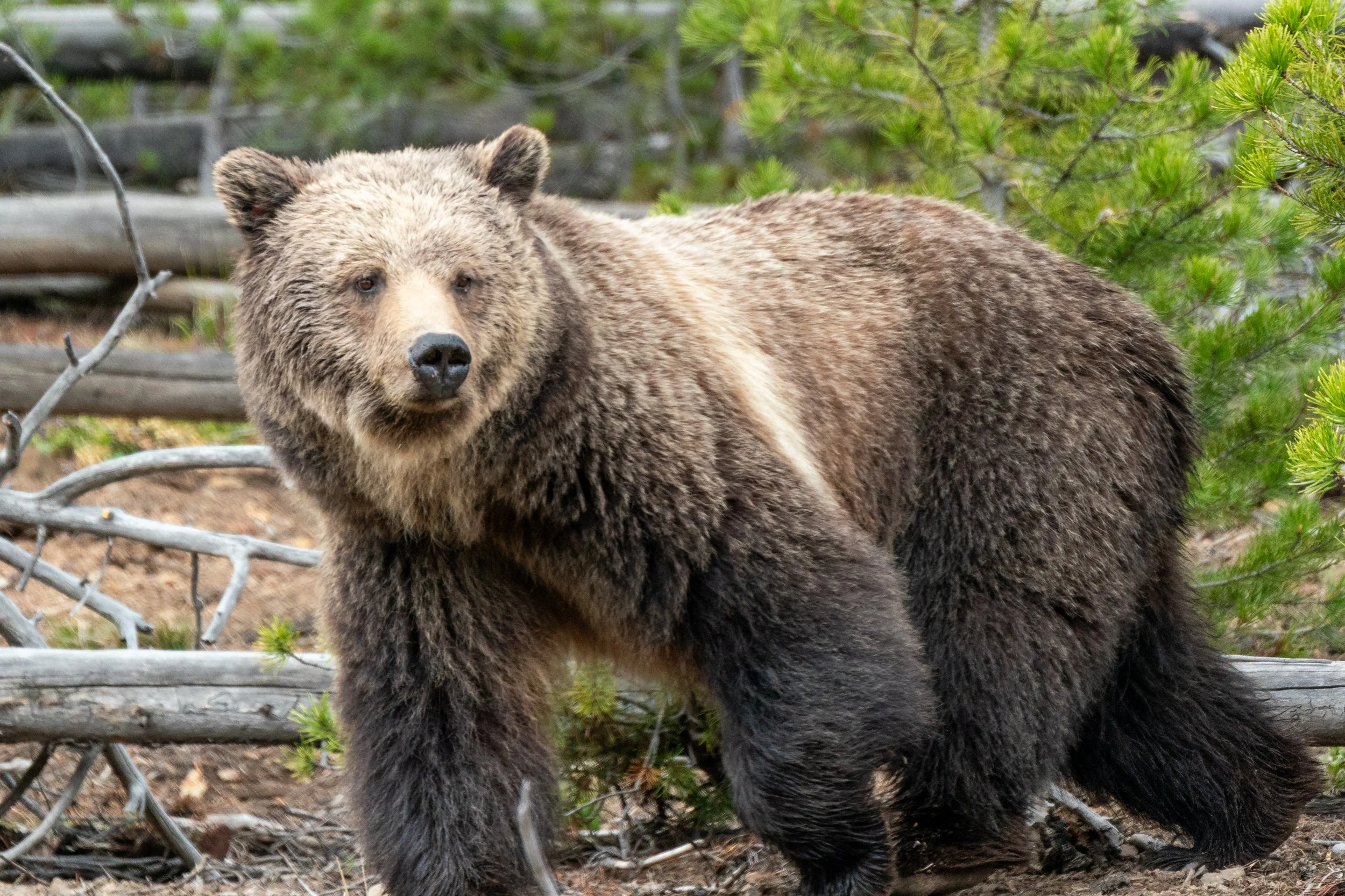 Mama Bear's Stare