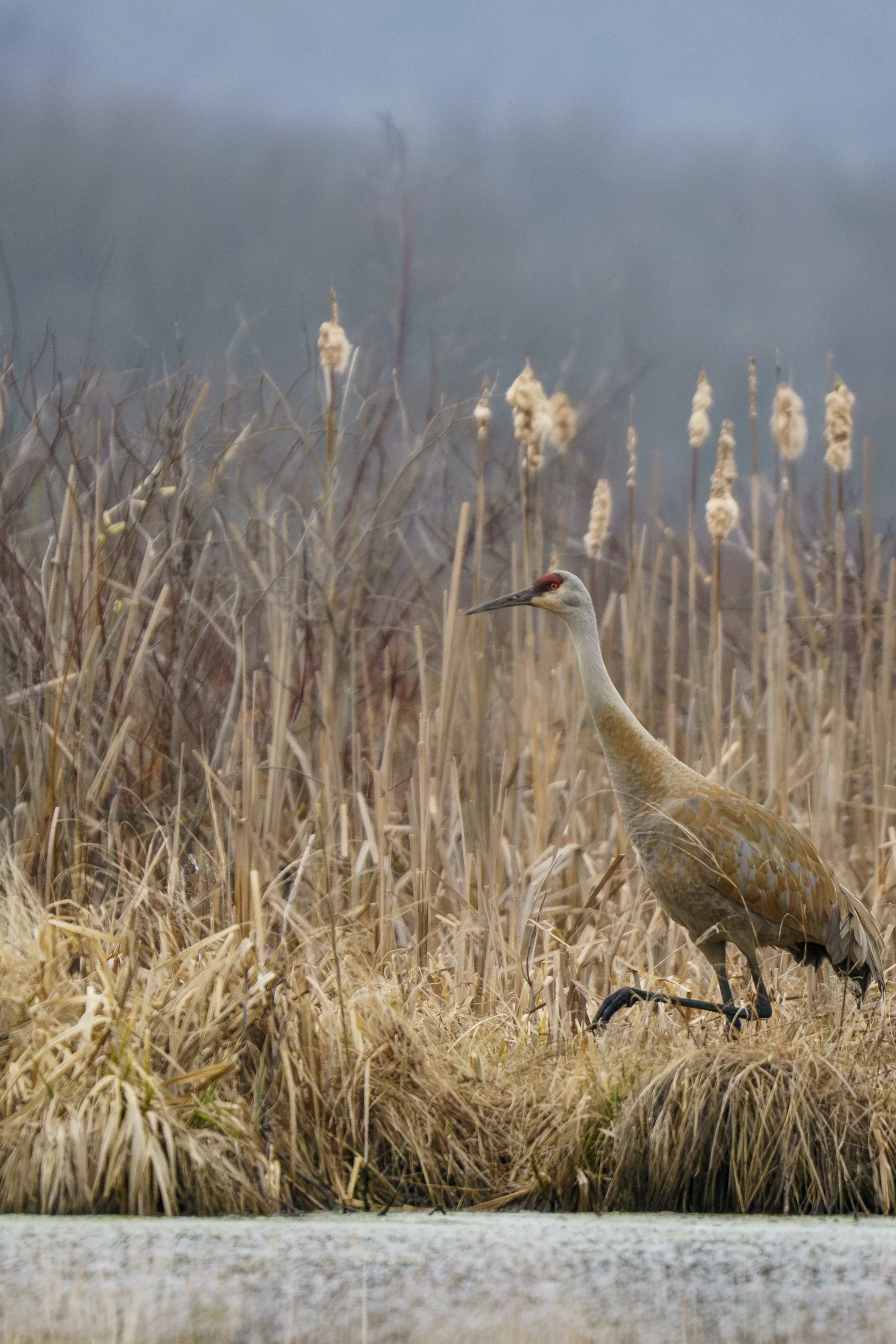Sandhill Strut