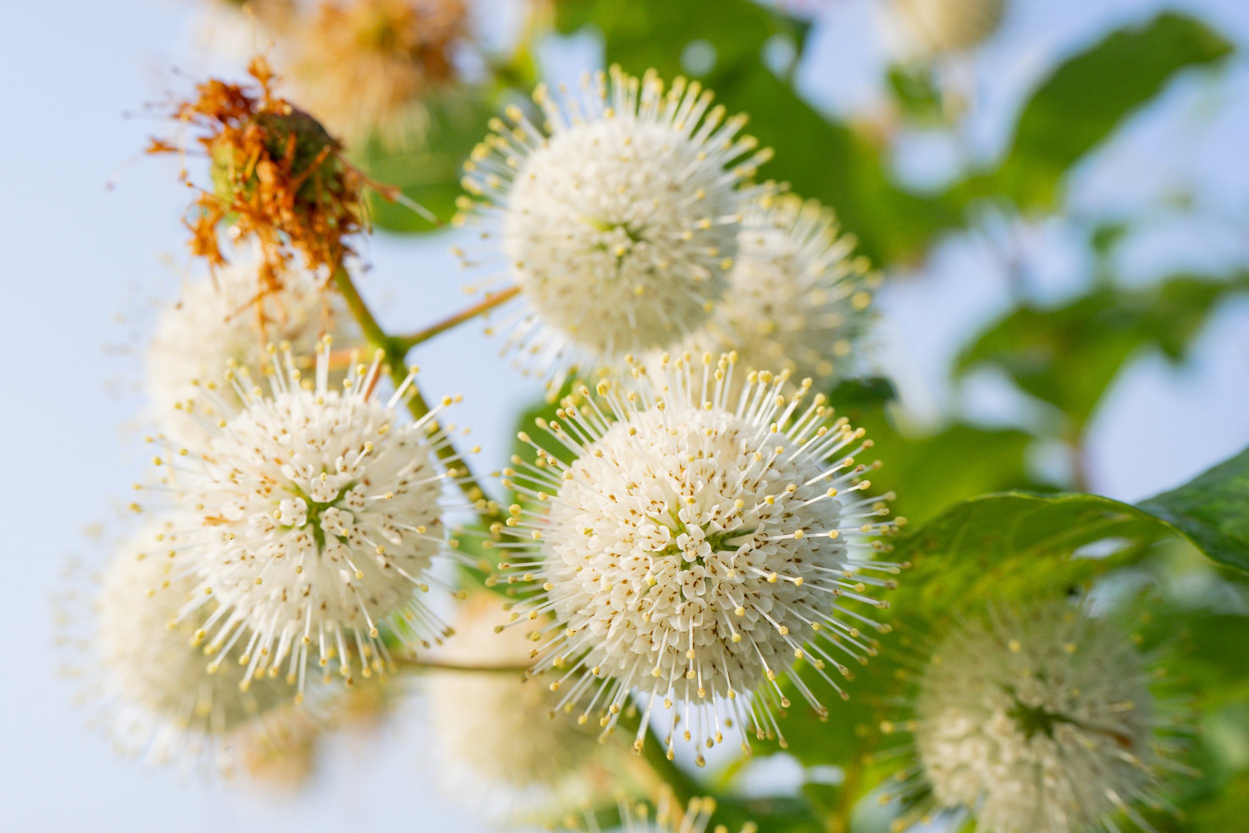 The alien pom-poms of the button bush plant. Cruson Slough, Wisconsin.
