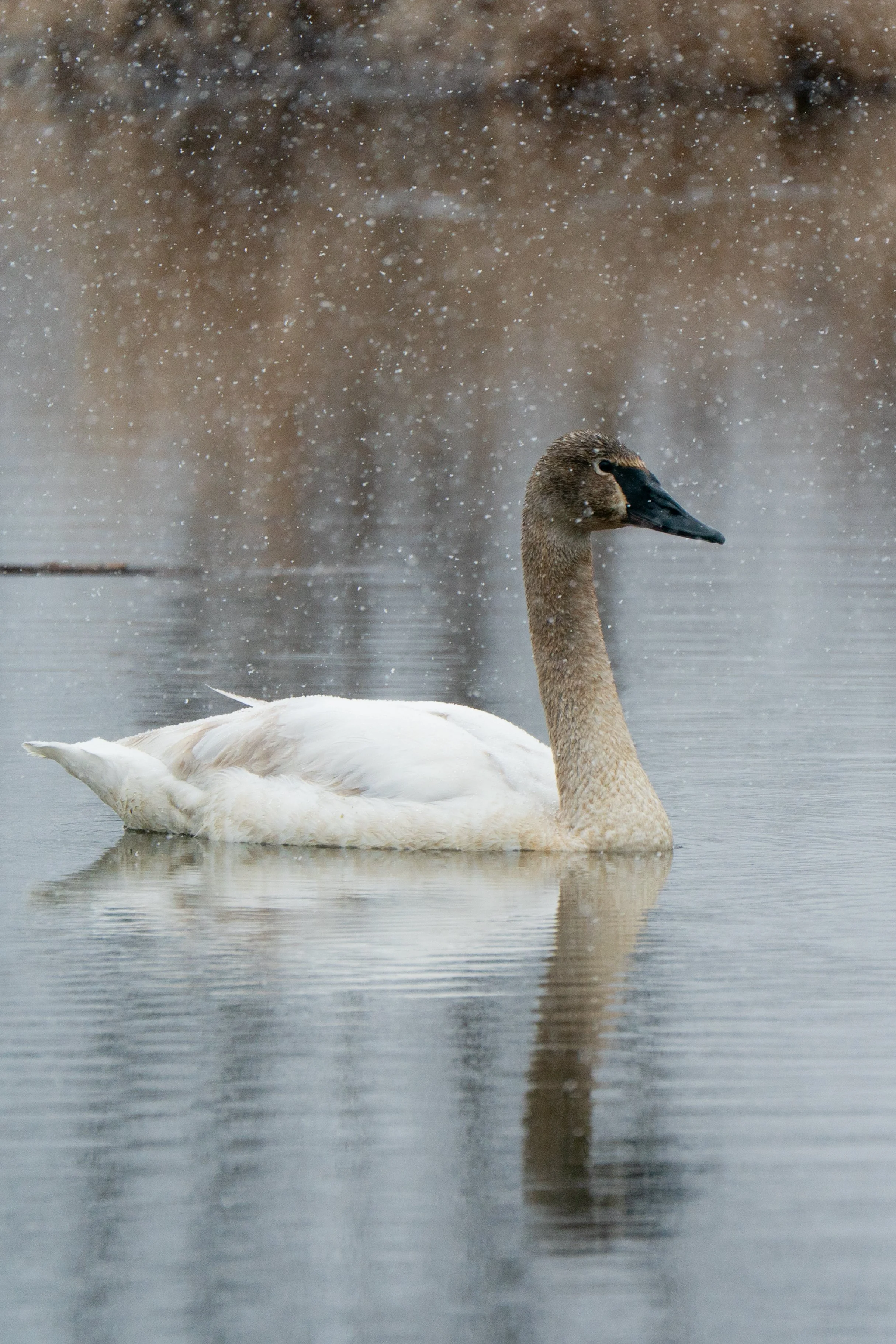 A juvenile Trumpeter Swan swimming through a spring snowstorm. Cruson Slough, Wisconsin. 