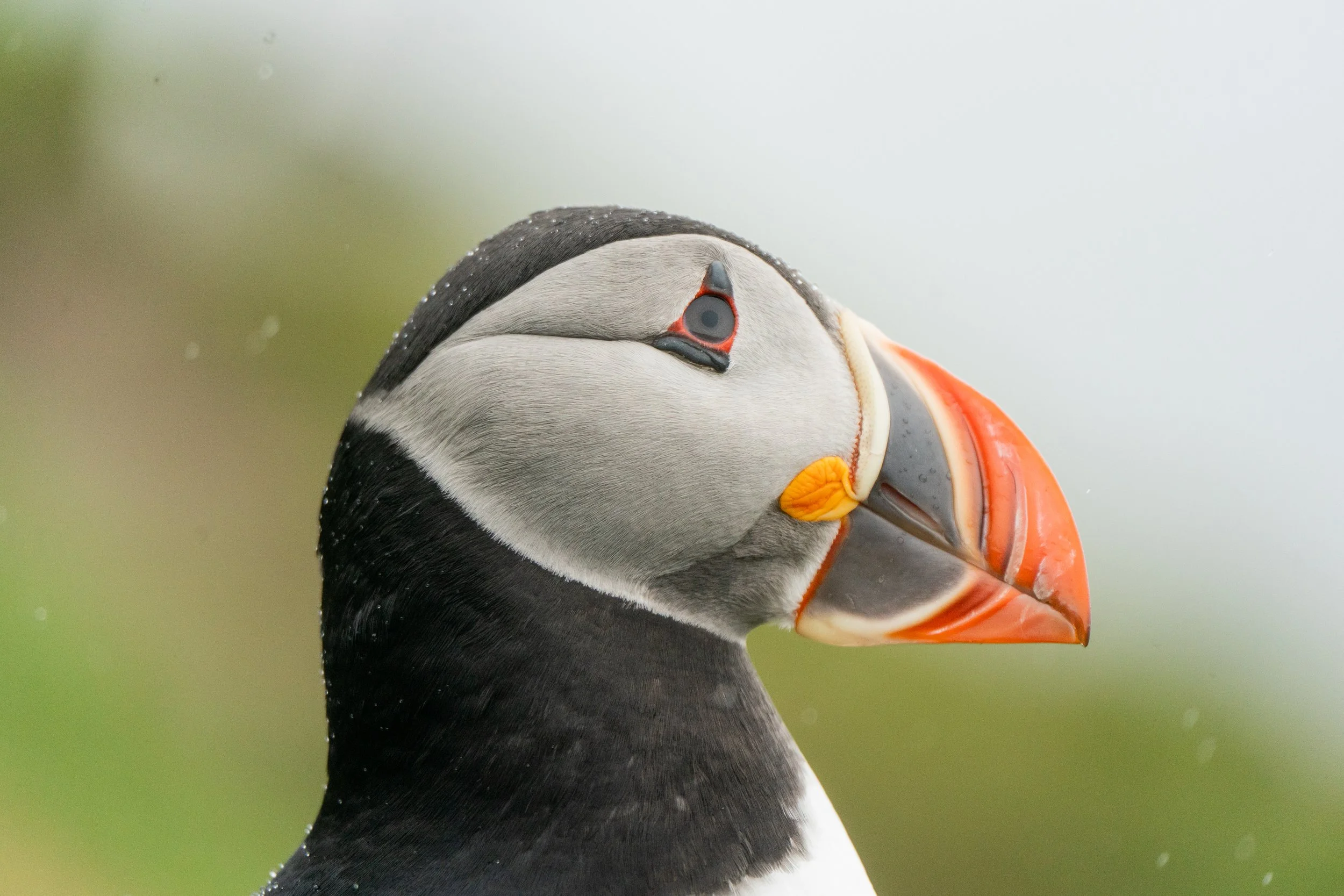 Wistful Puffin