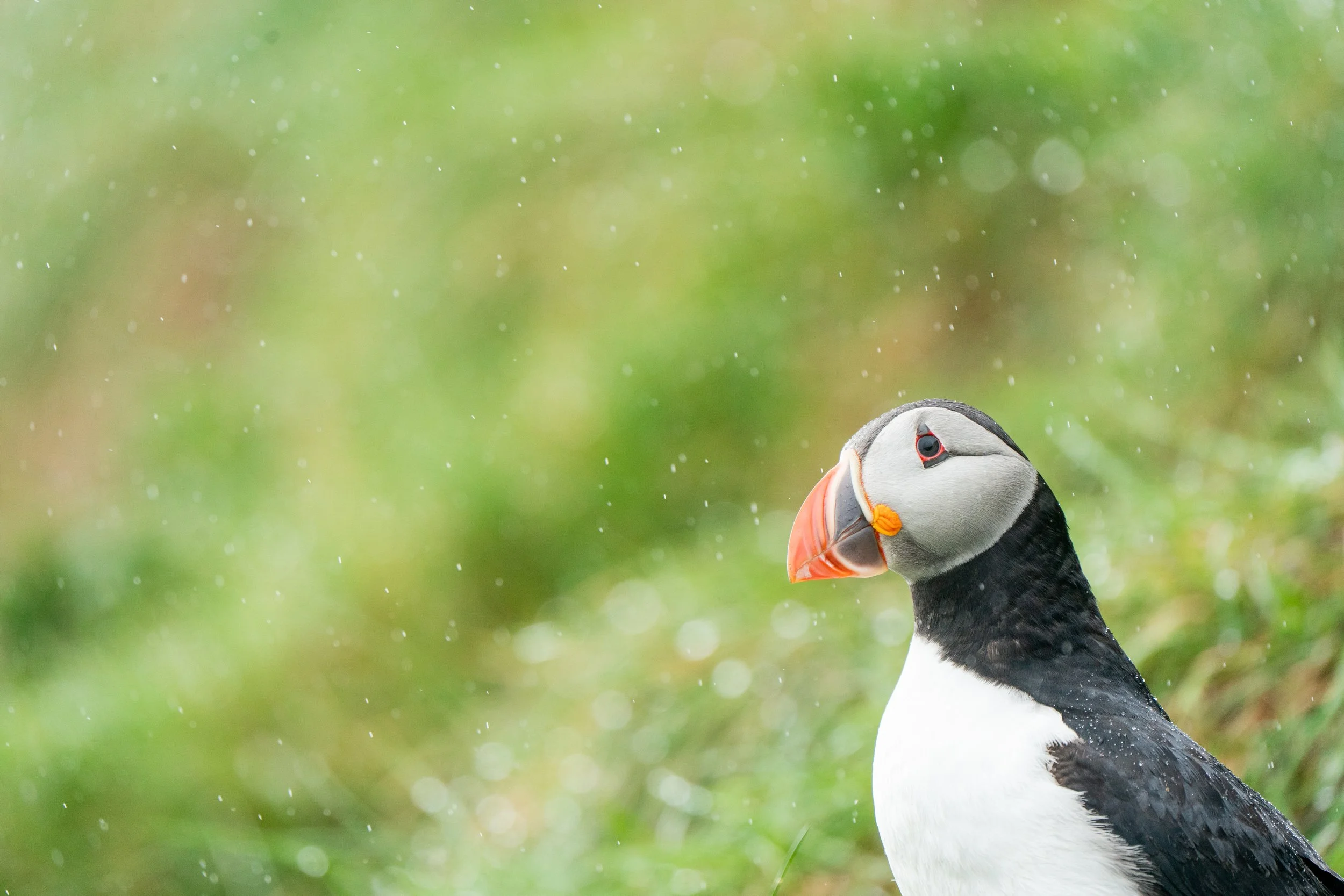 A curious puffin looking into the sky as rain falls all around. Borgarfjarðarhöfn, Iceland.