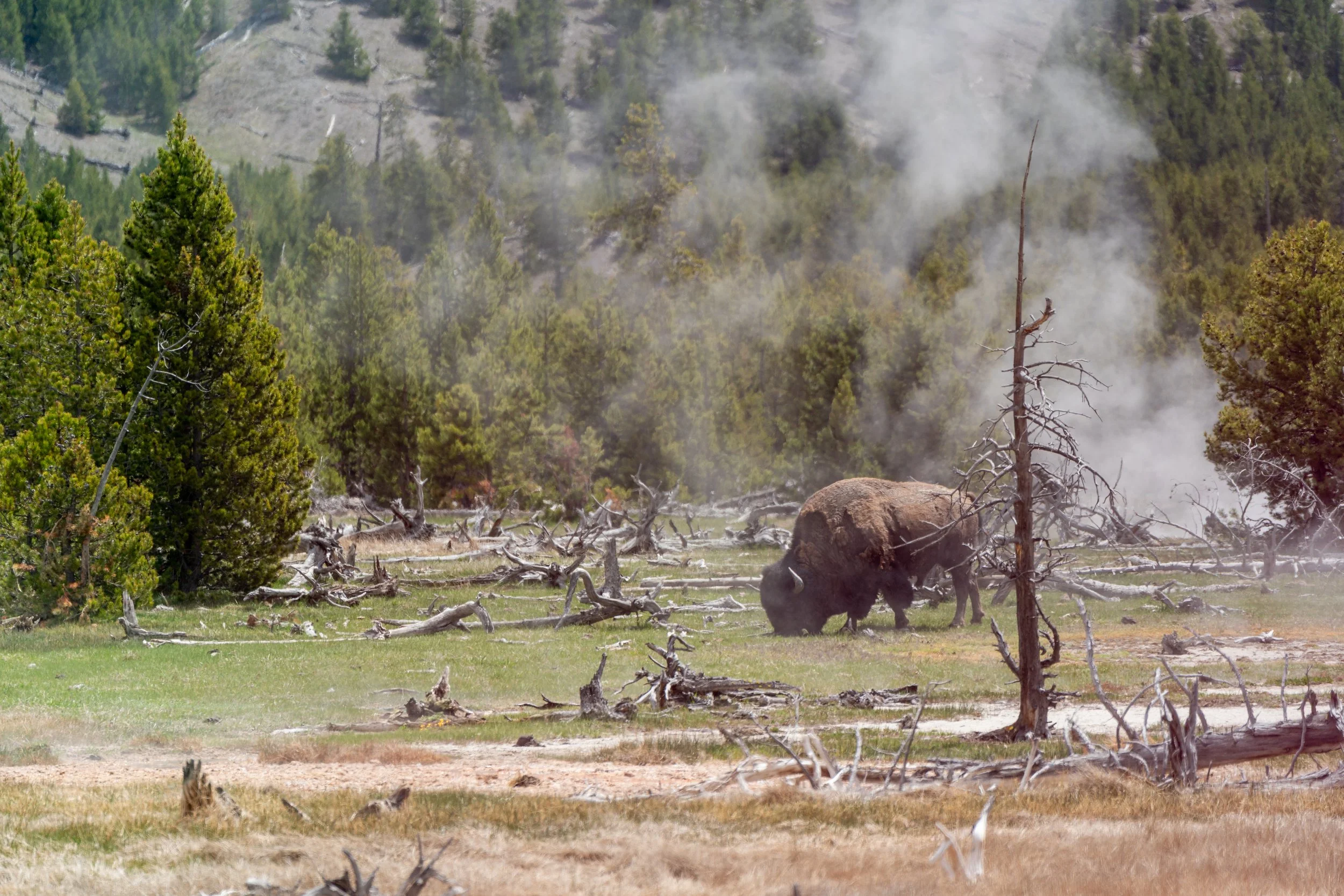Bison on Steamy Ground