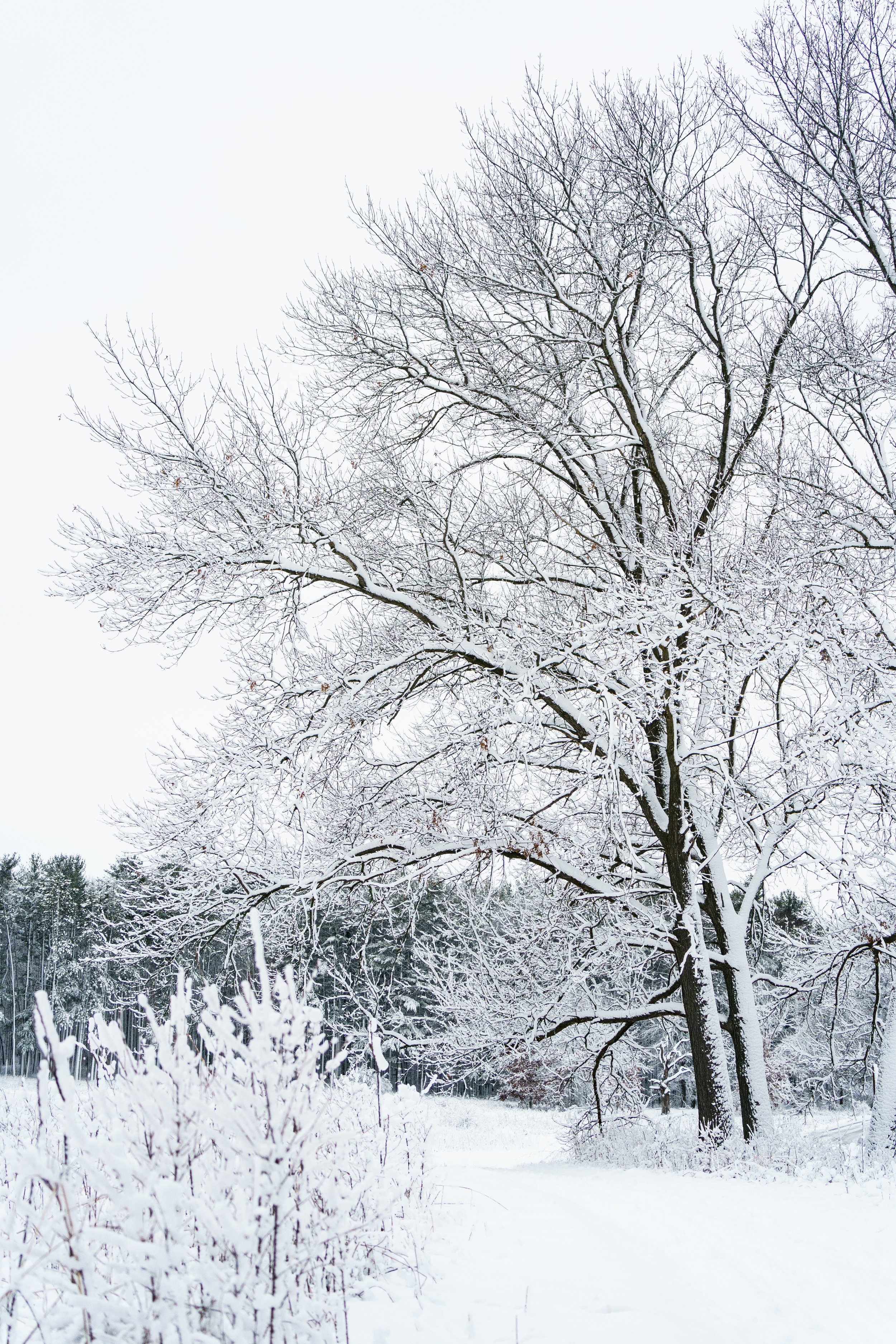 Winter Wonderland