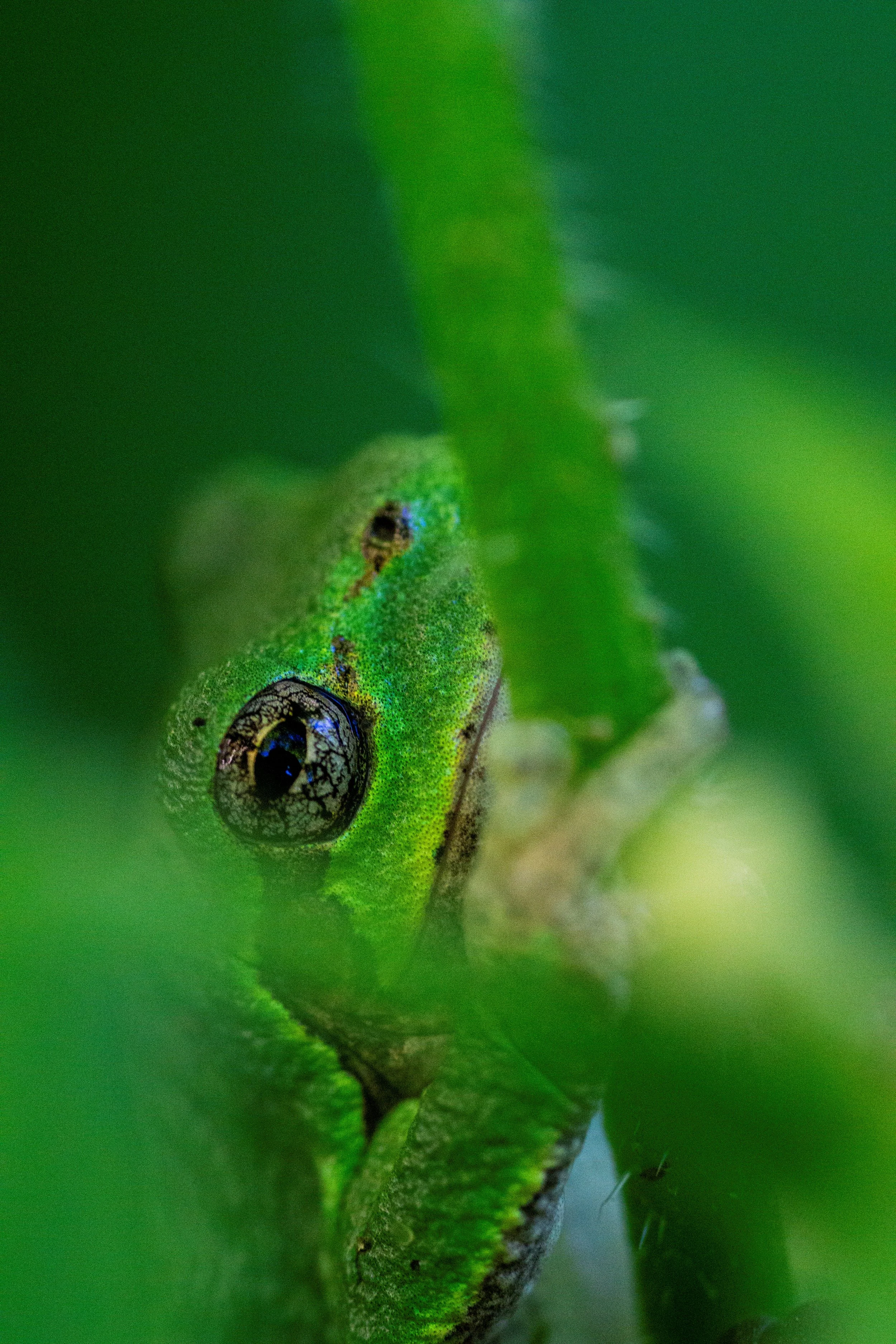 Frog in Hiding