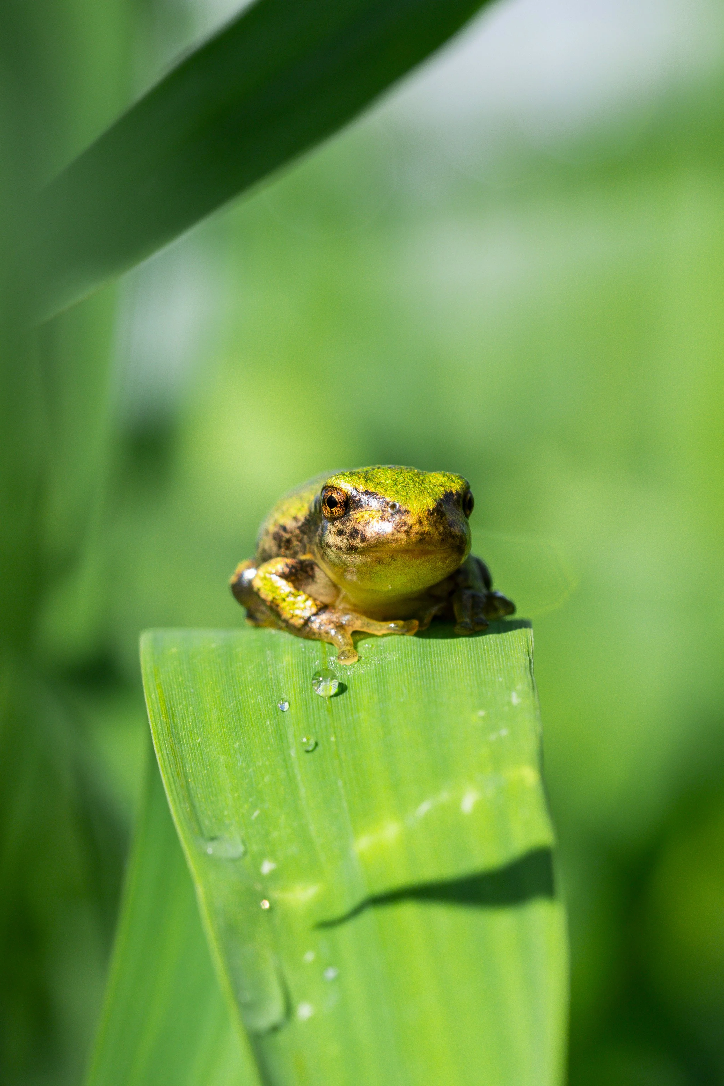 Golden Froglet II