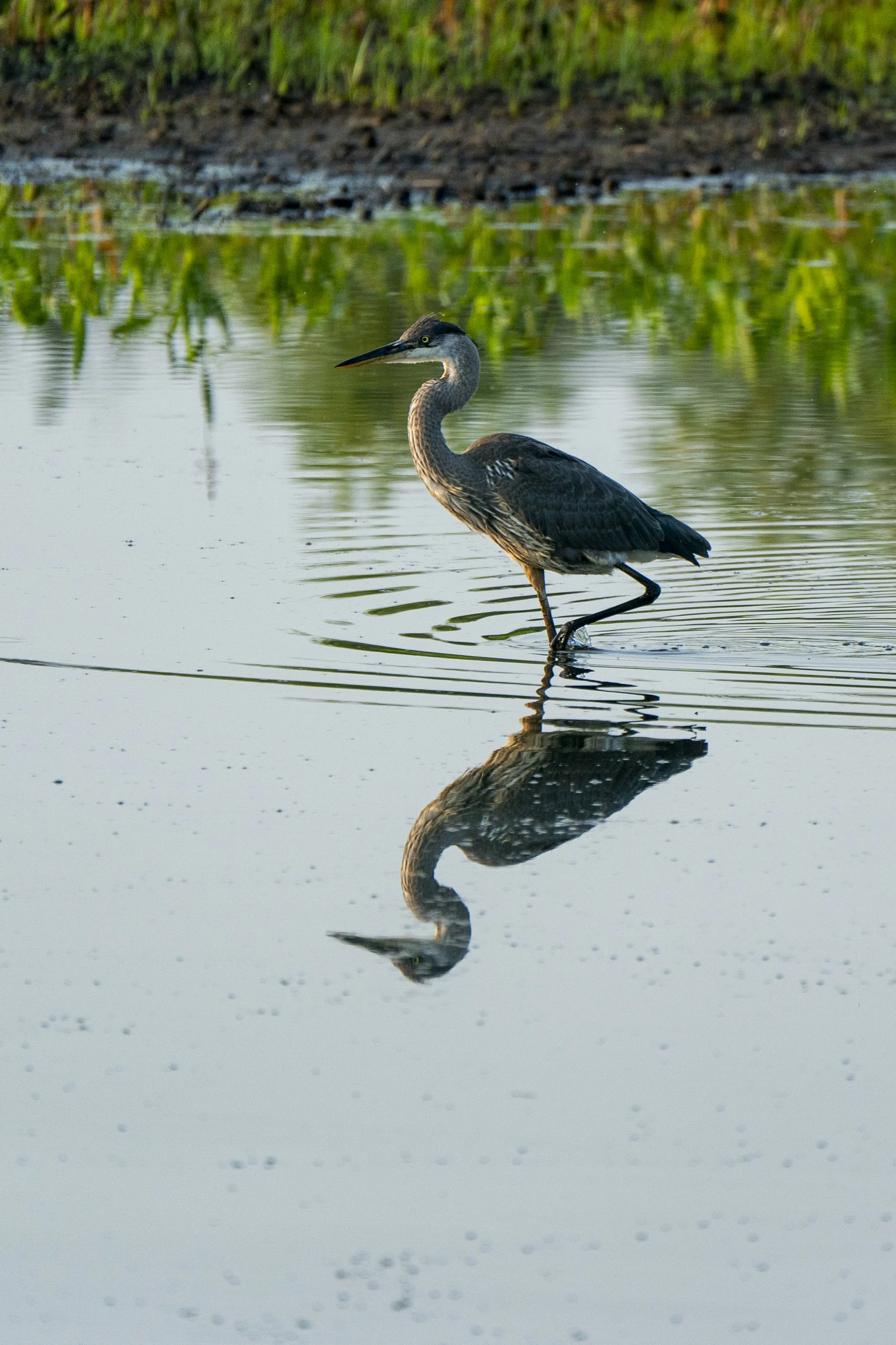 Wading for Food