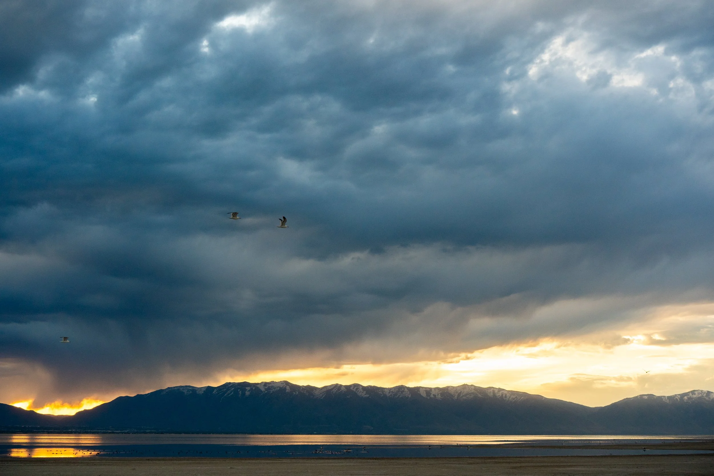 Flight of the Gulls
