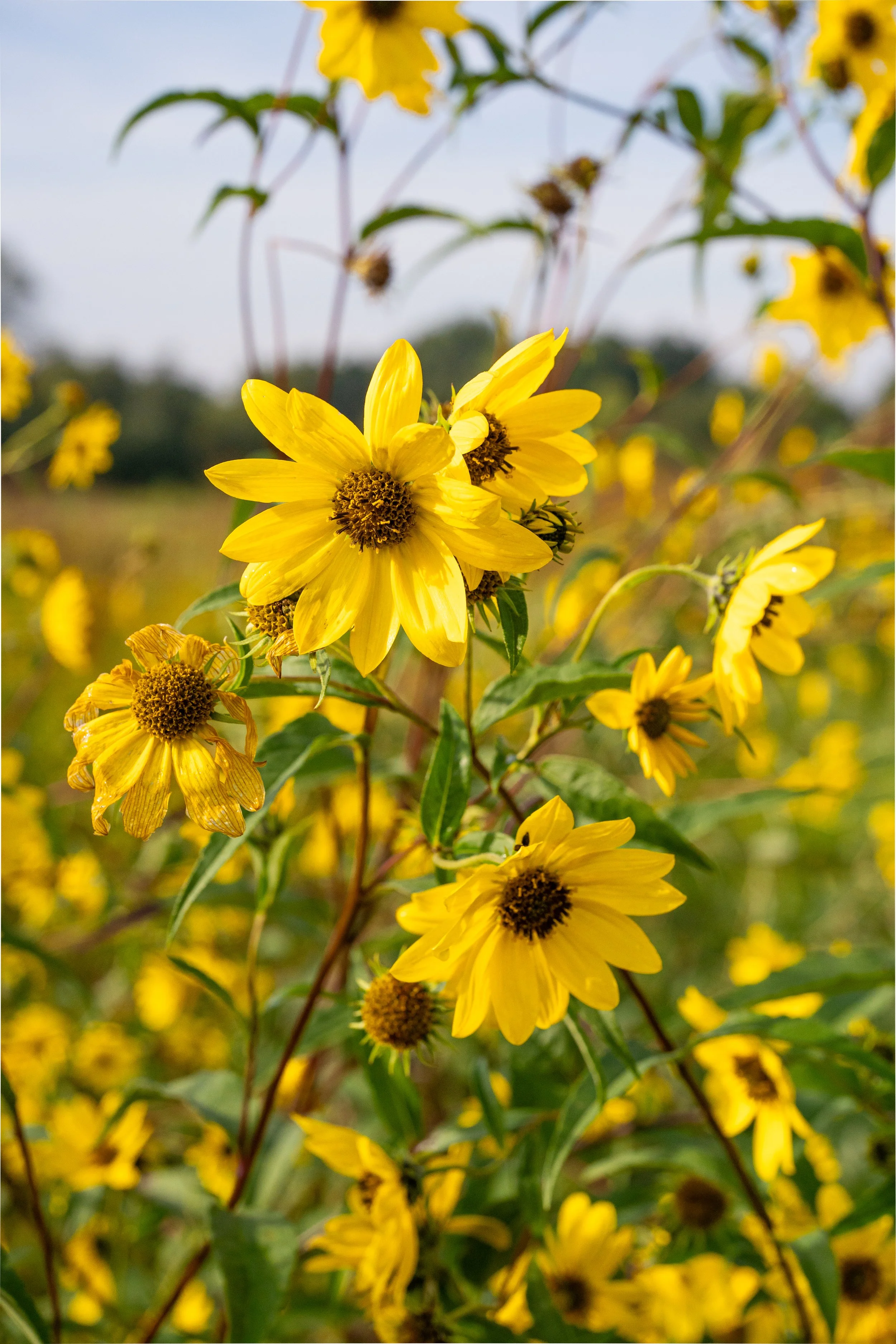 Prairie Sunflowers