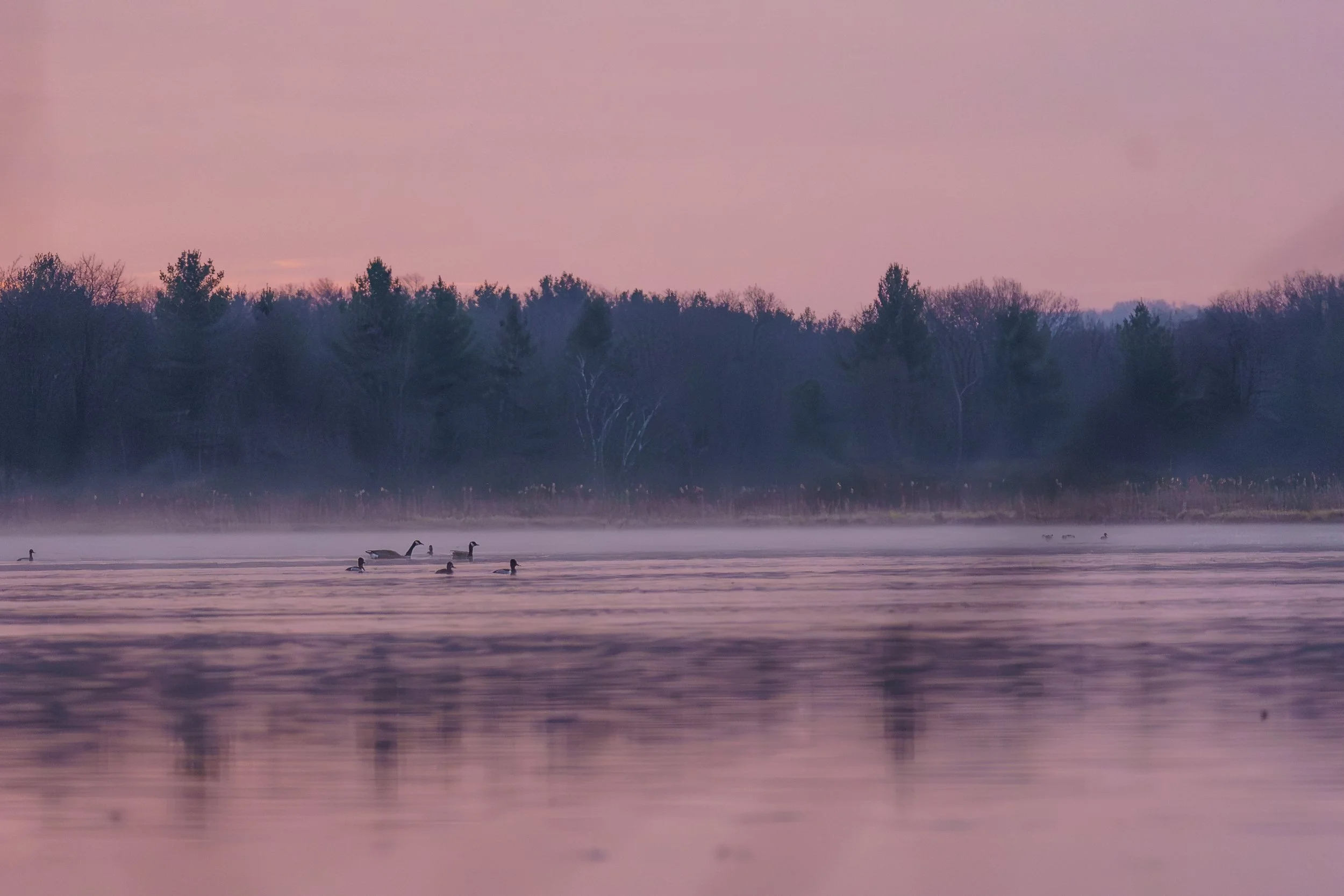 A Pink Morning