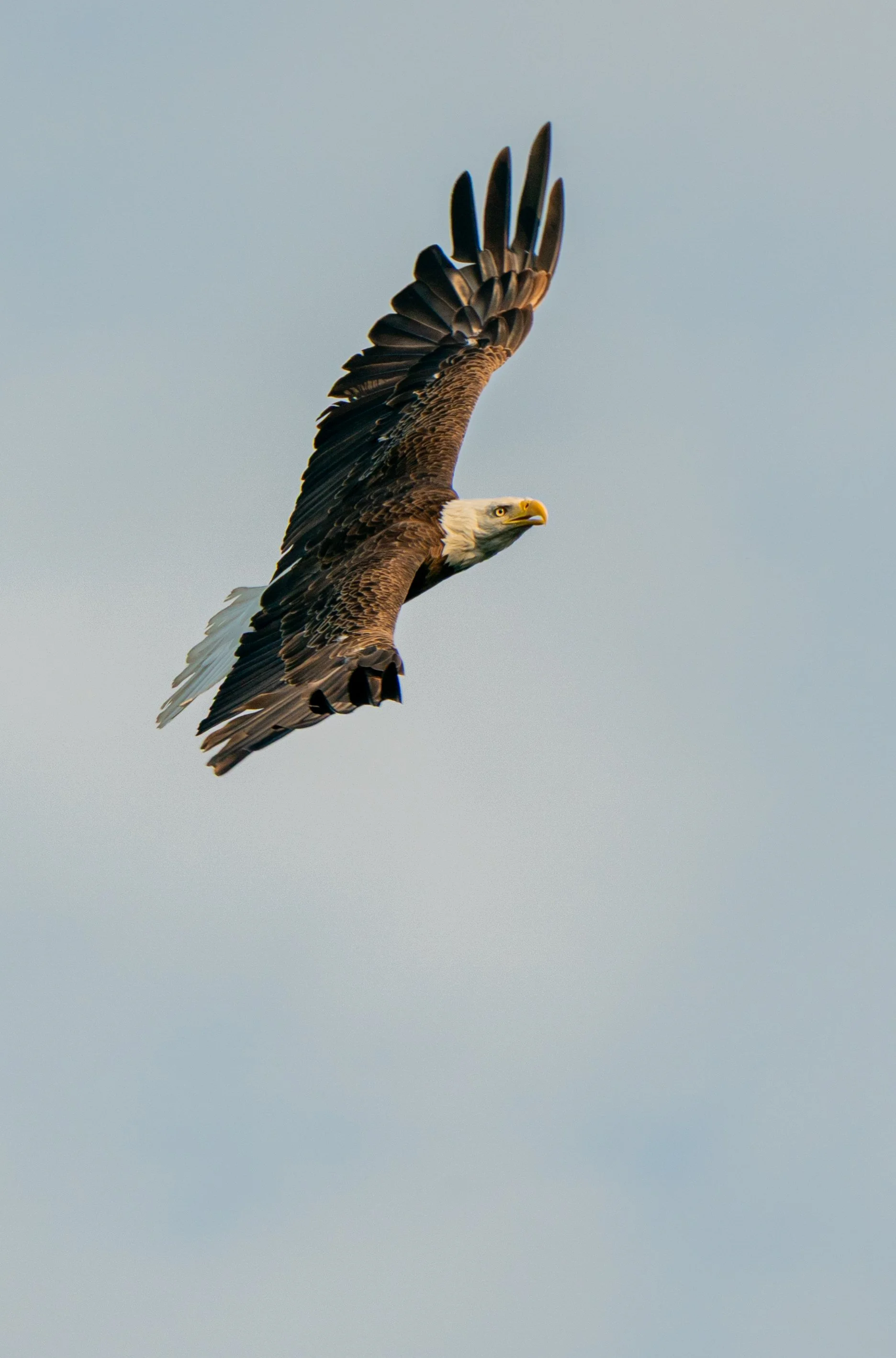 Soaring Eagle