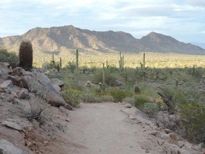 Desert trail with cacti and rocks, mountain range in the background, cloudy sky.