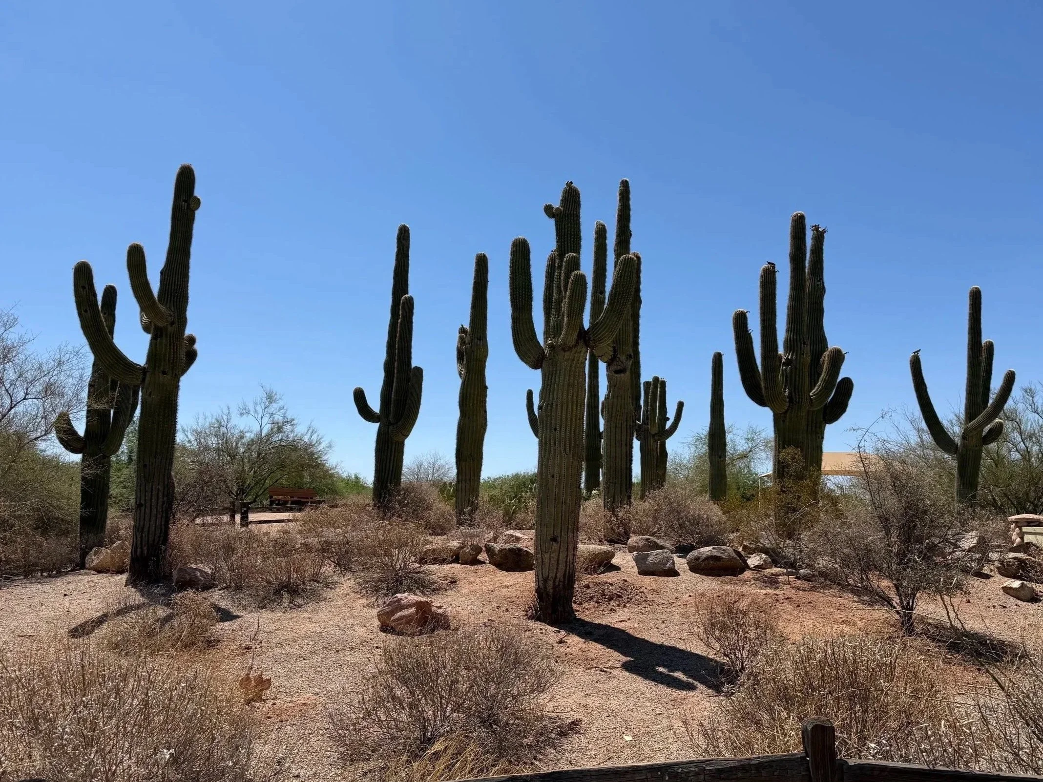 Several tall saguaro cacti standing in a desert landscape with dry ground, rocks, sparse bushes, and a clear blue sky.