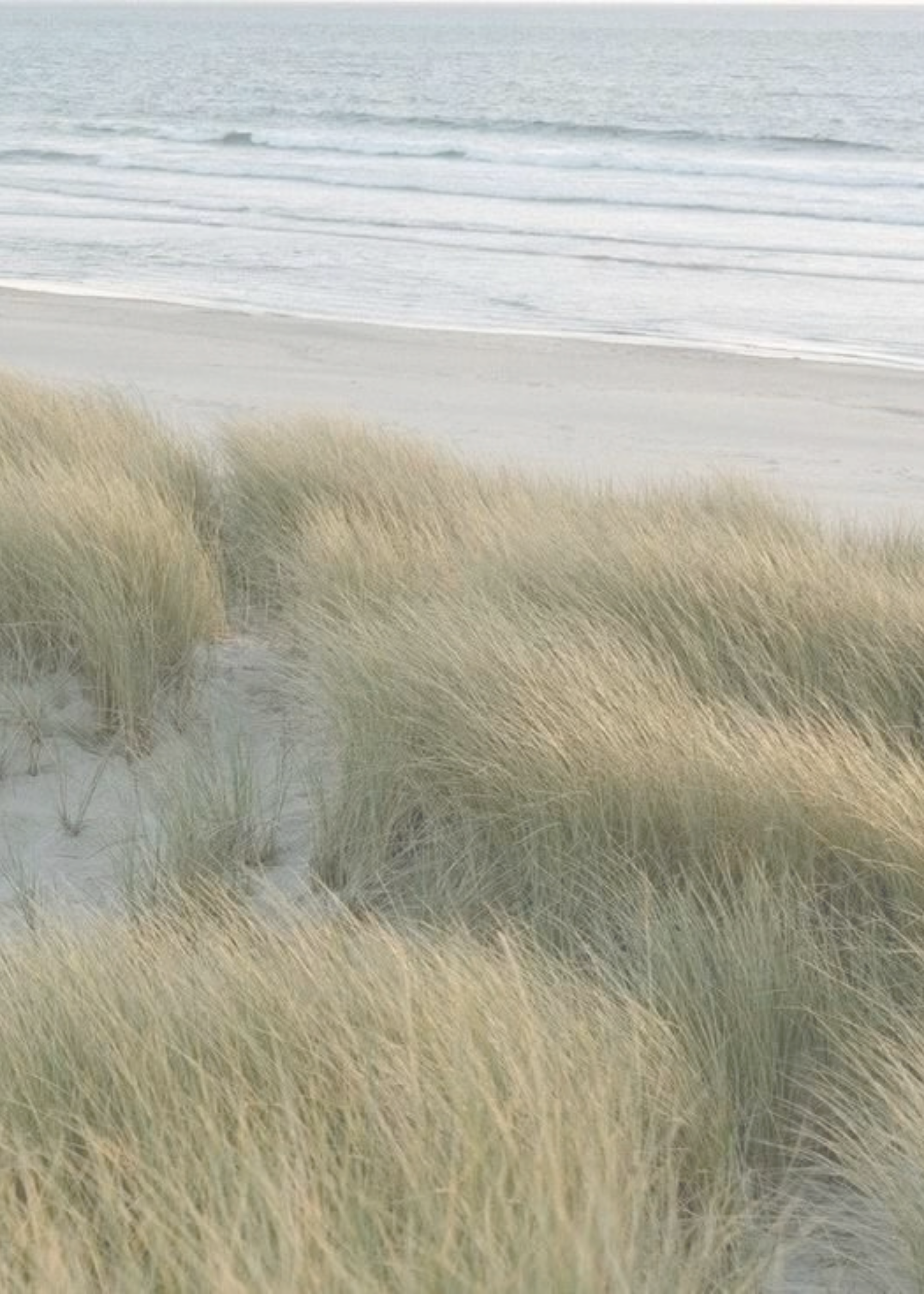 Coastal dunes overlooking a sandy beach and ocean.