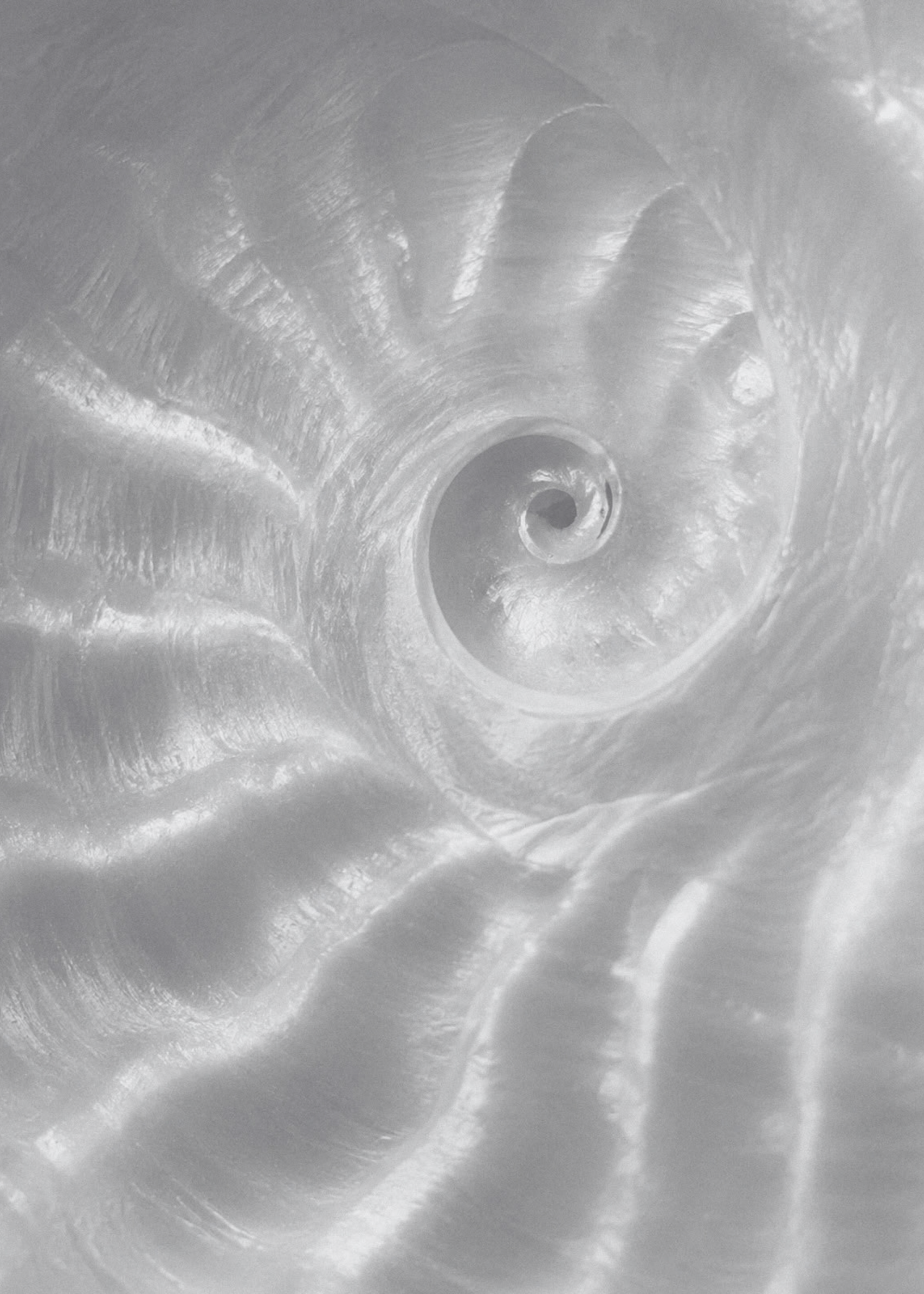 Close-up of a seashell.
