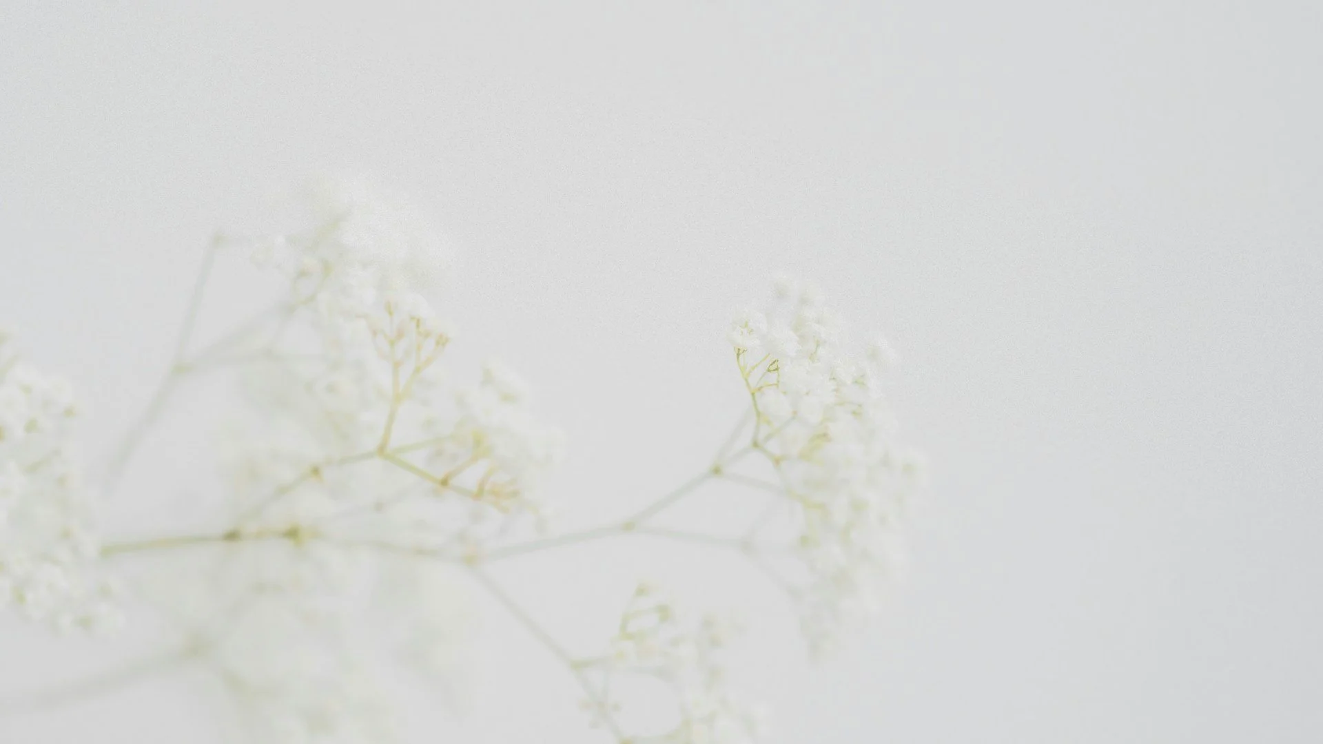 Close-up of white flowers with minimal background, soft focus, and high exposure
