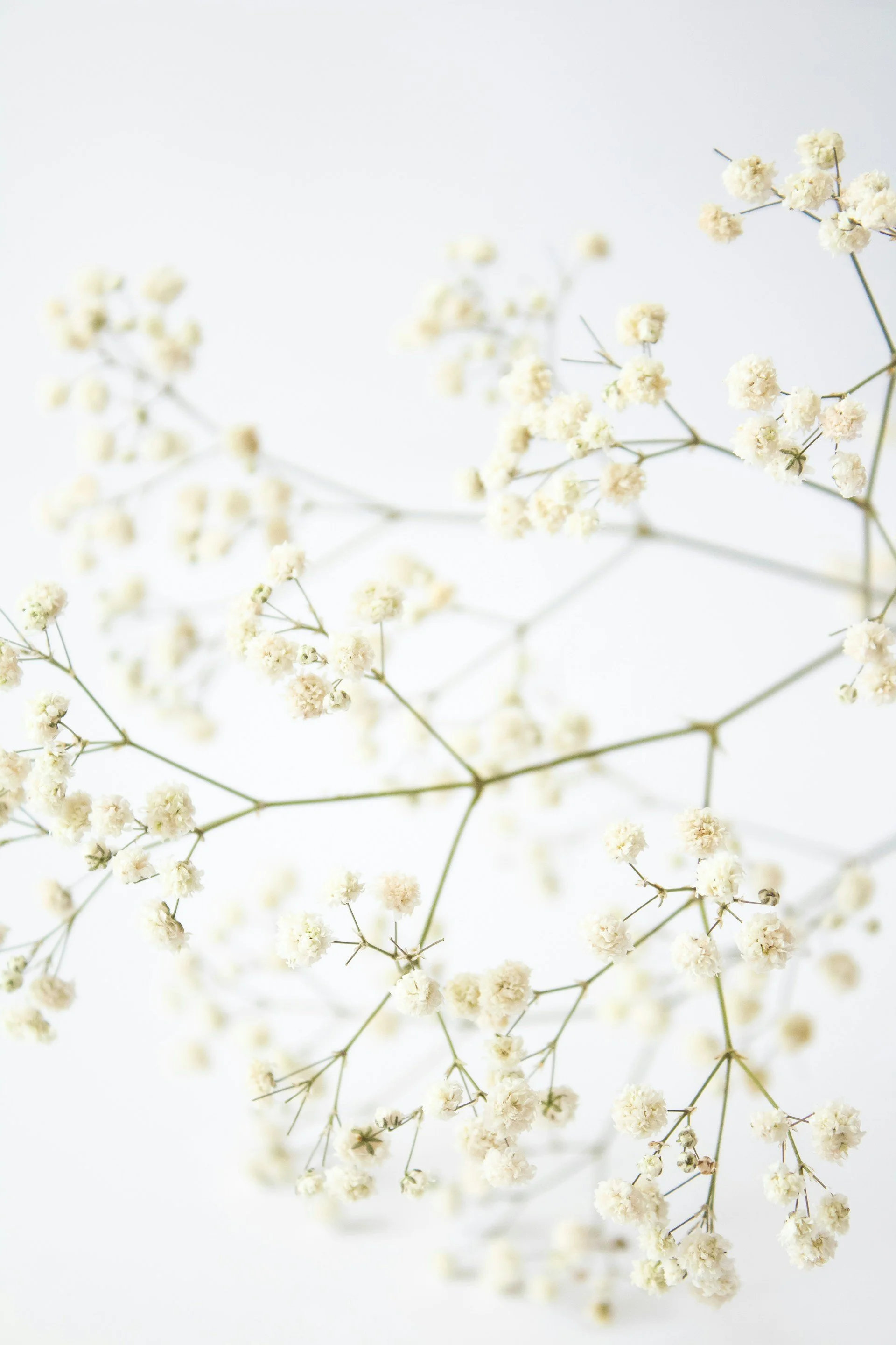 Close-up of delicate white baby's breath flowers on thin green stems against a bright white background.