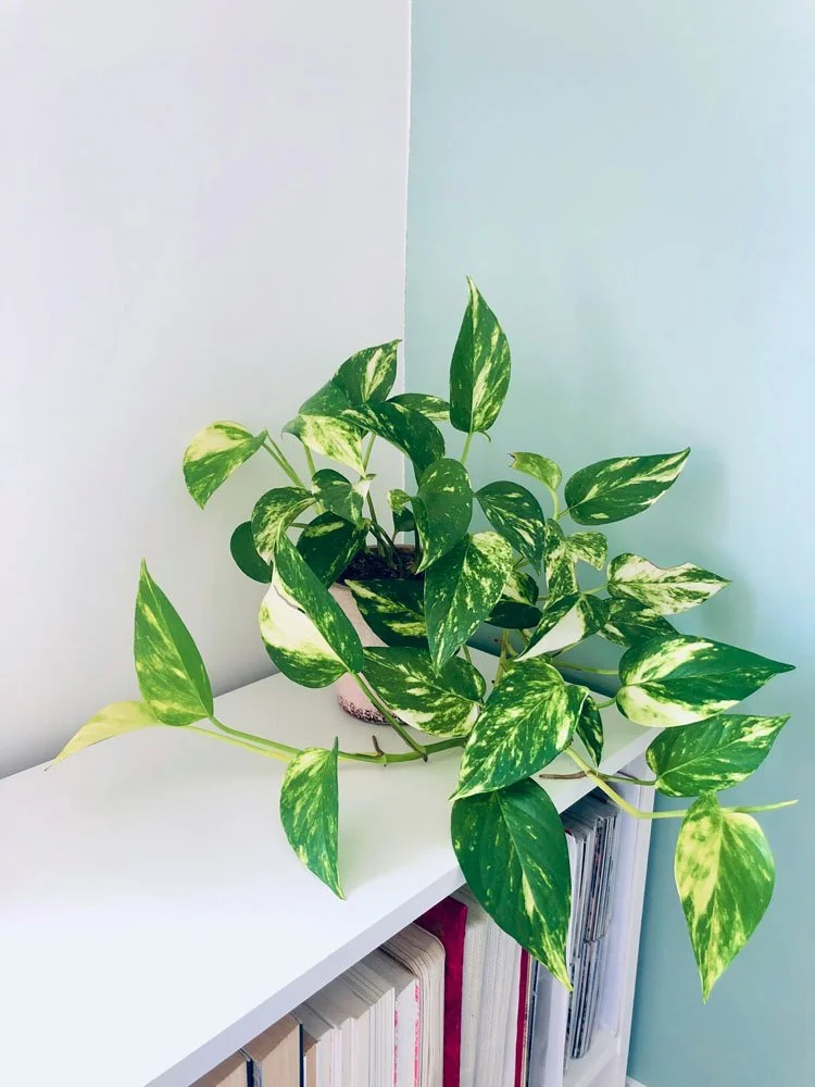 A potted pothos plant with green and yellow variegated leaves on a white shelf near a corner with white and light blue walls.