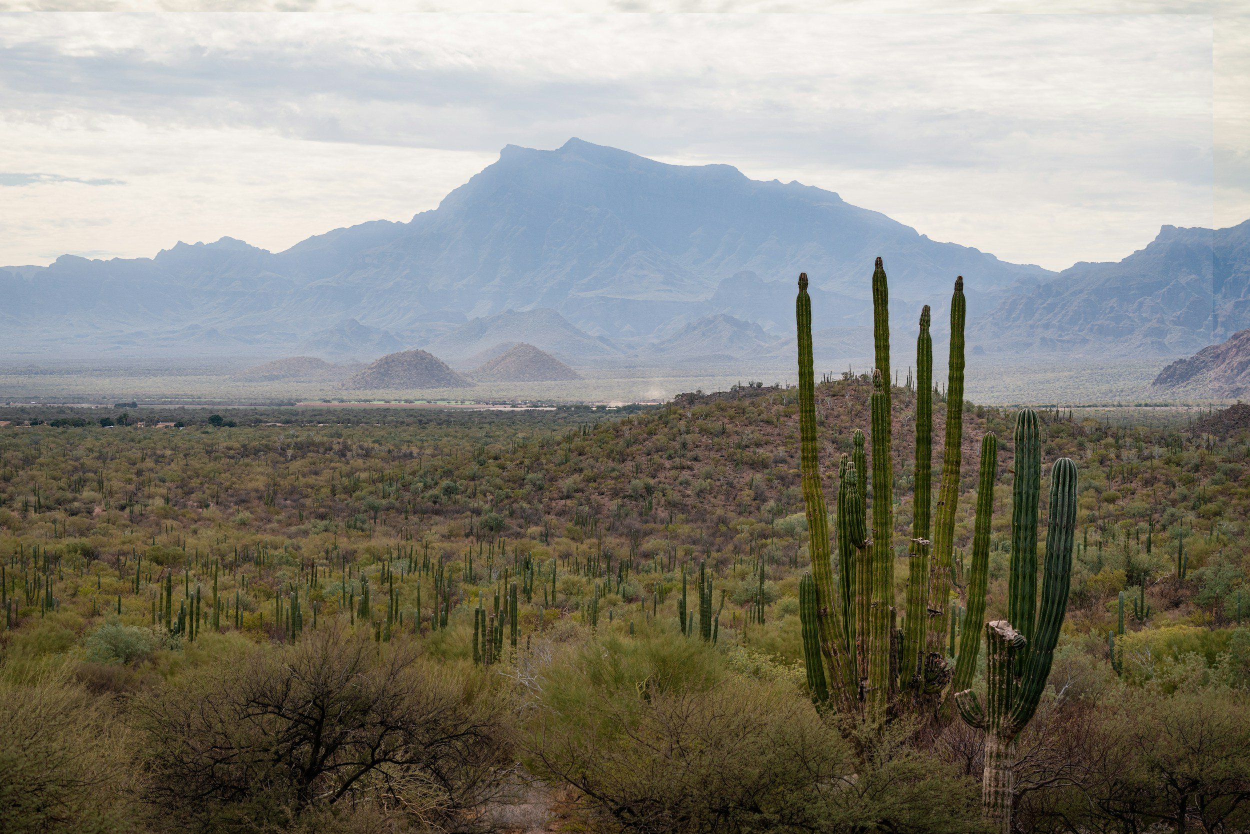 Desert landscape with tall cacti, green bushes, and mountains in the background under a cloudy sky.