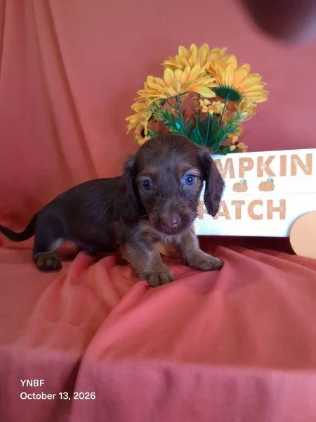 Male Chocolate Dapple Long Hair
Born on 9/1/2026
