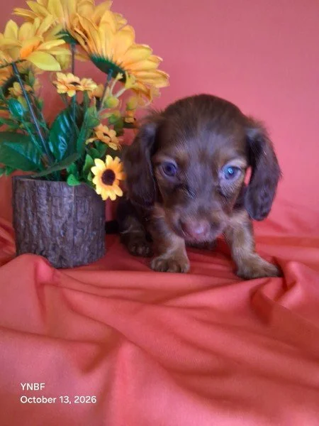 Male Chocolate Dapple Long Hair
Born on 9/1/2026