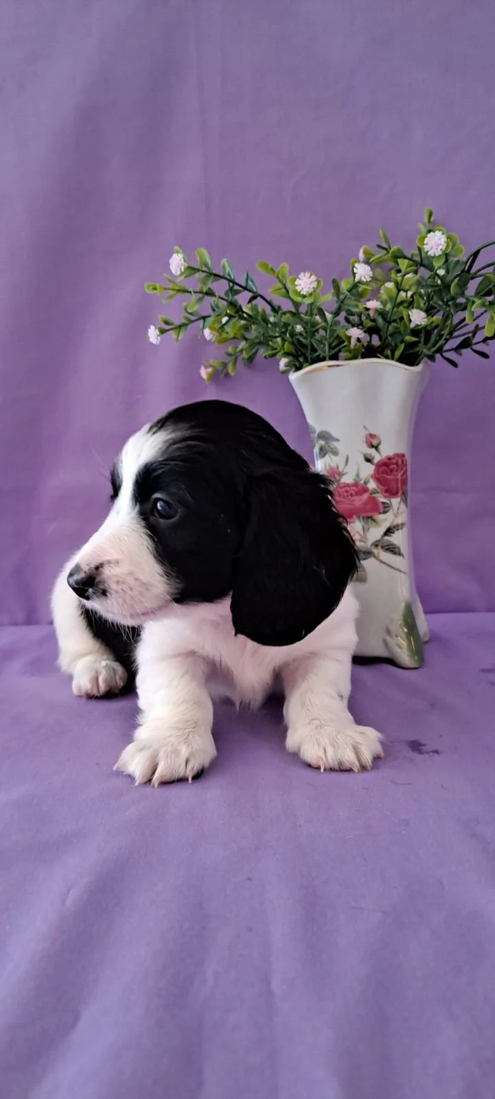 Black and White Piebald Dachshund, Doxie