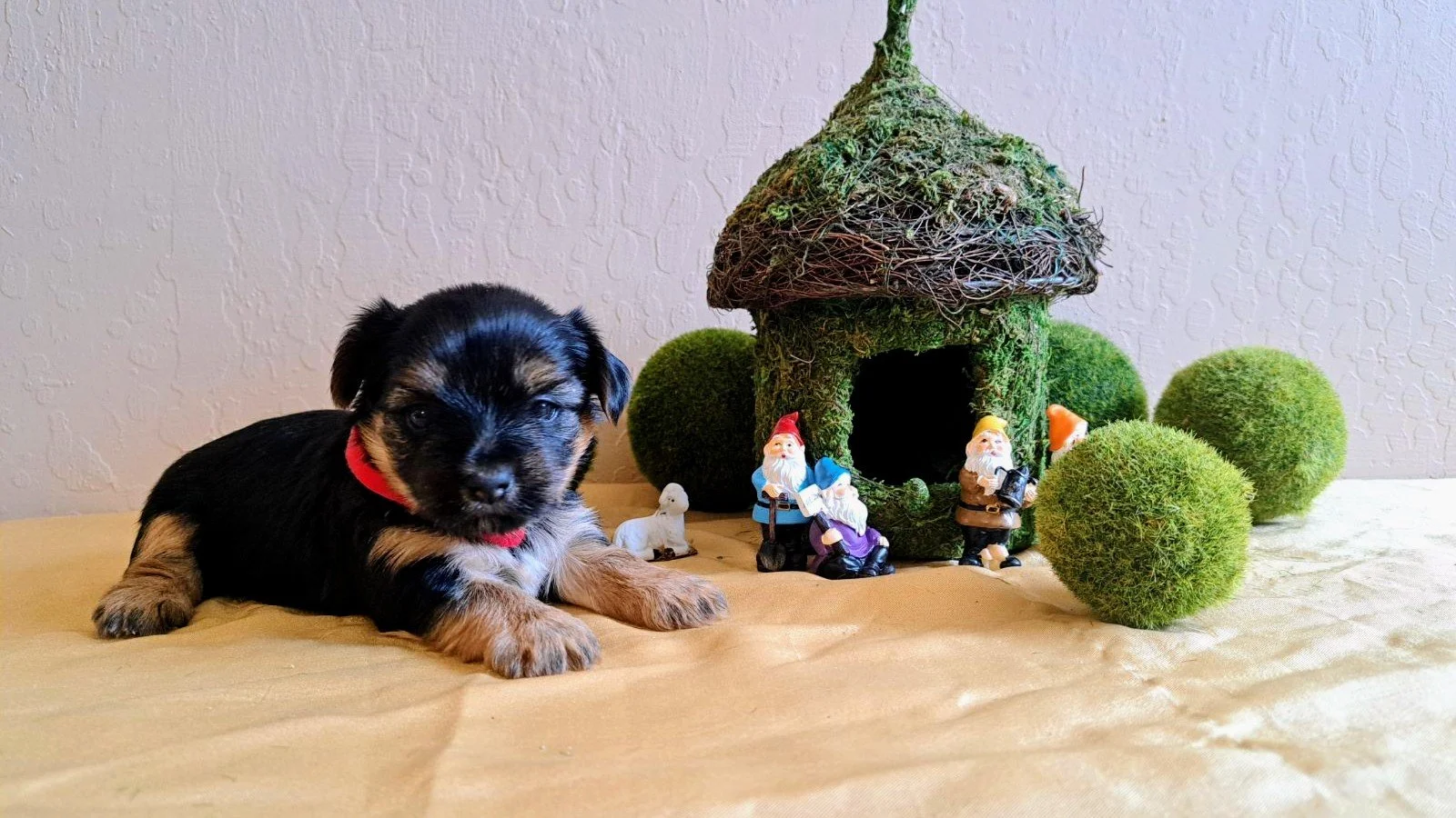 Yorkshire Terrier, Black and Tan, Yorkie