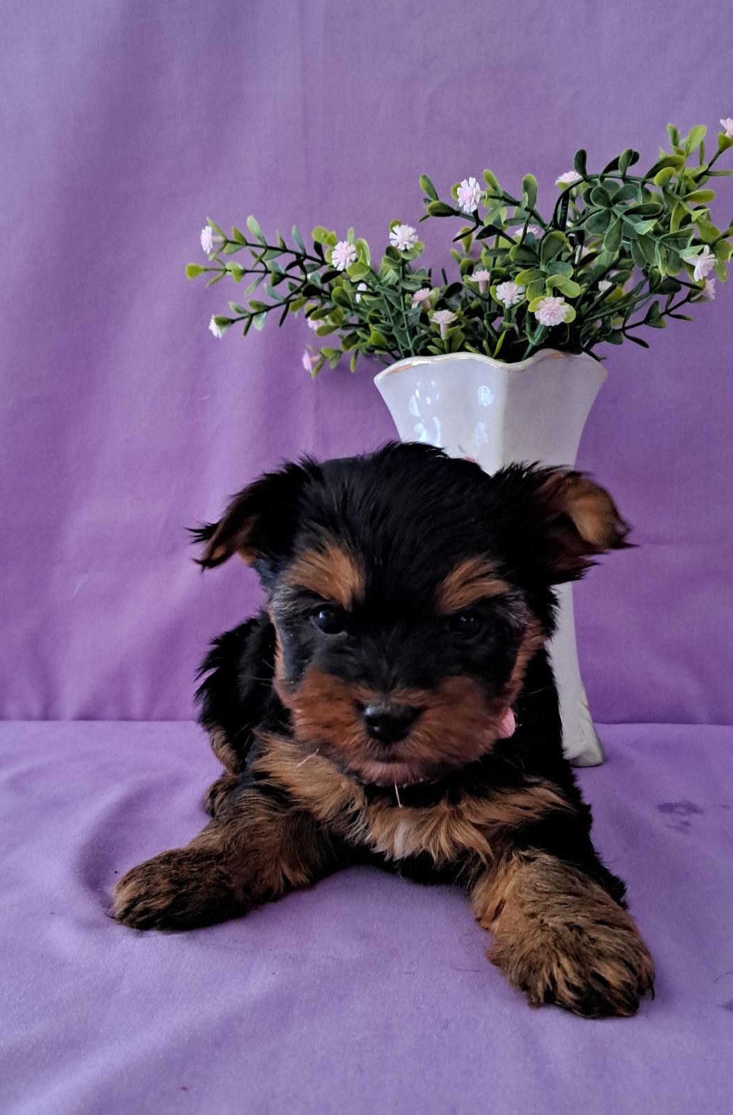 Yorkshire Terrier, Black and Tan, Yorkie