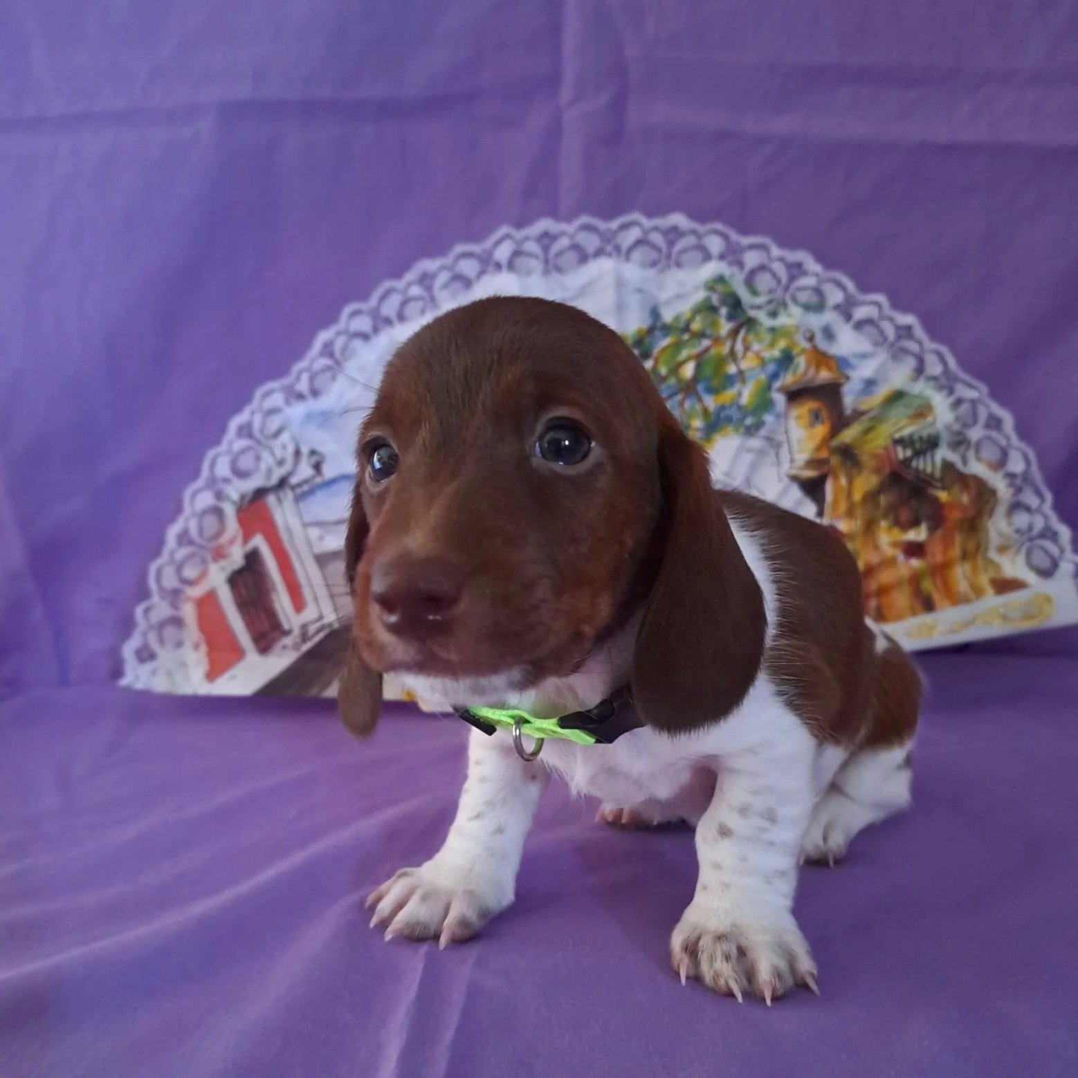 Red Piebald Dachshund, Doxie
