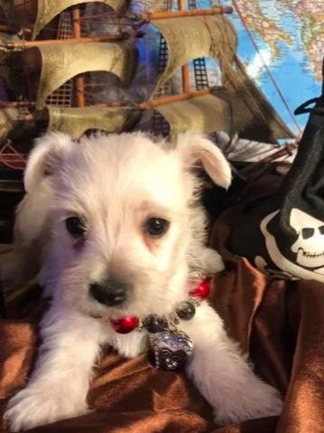 White Yorkshire Terrier, Yorkie