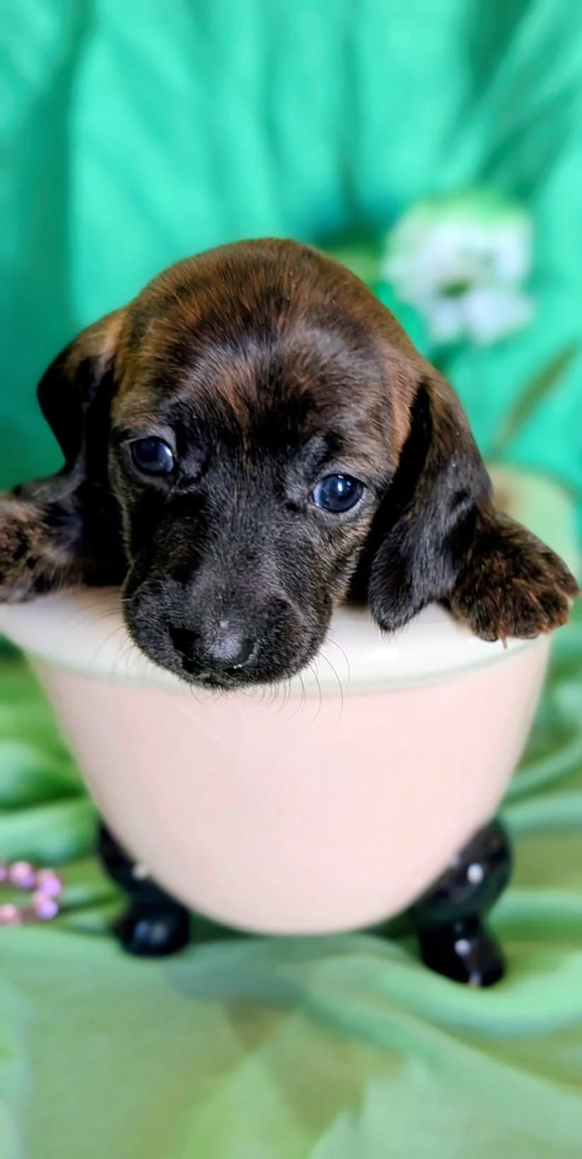 Brown Brindle Dachshund, Doxie
