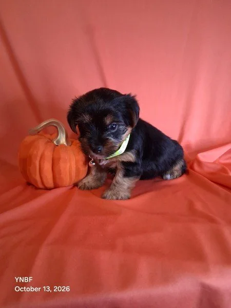 Male Yorkie