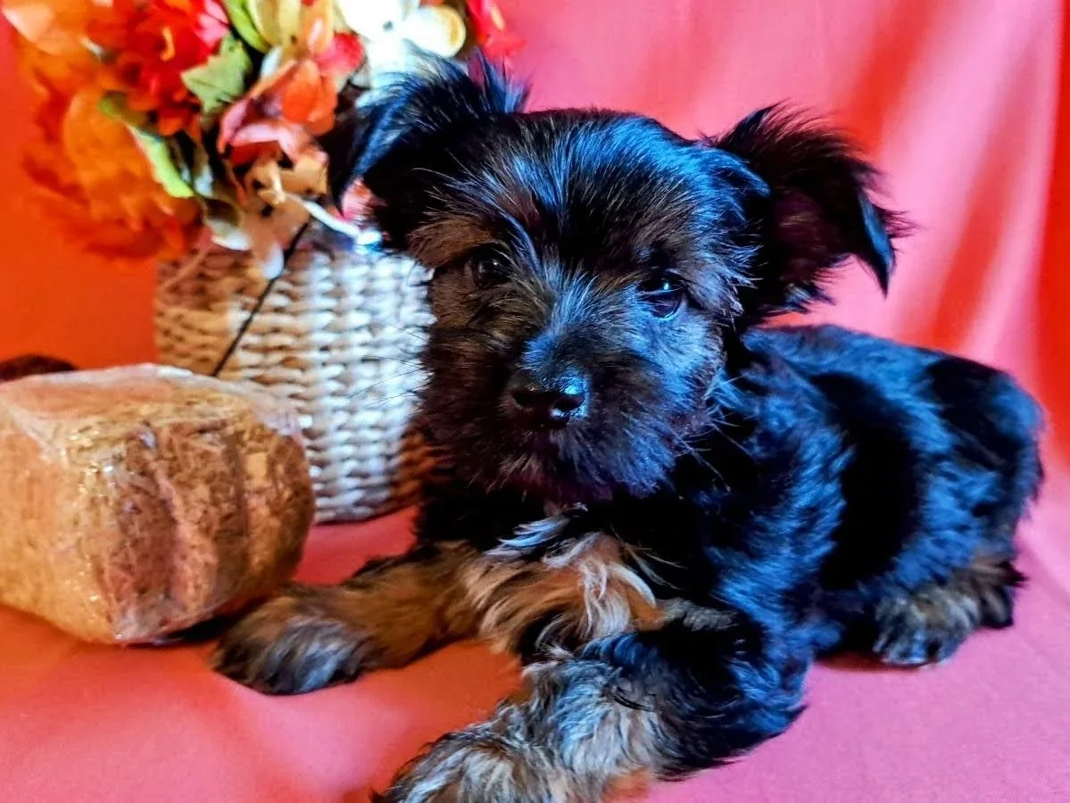 Yorkshire Terrier, Black, Yorkie