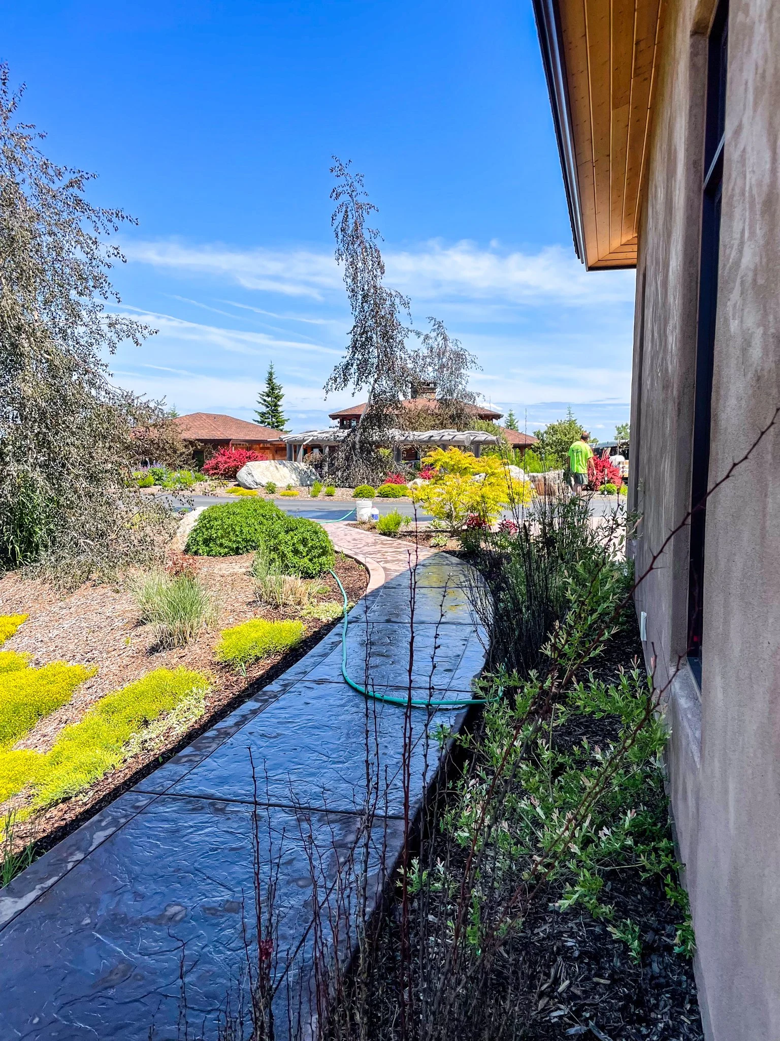 View of a backyard garden with a concrete pathway covered with a plastic sheet, surrounded by bushes, small trees, and flowering plants. There are houses with red-tile roofs and a blue sky with clouds in the background. A person wearing a neon green 