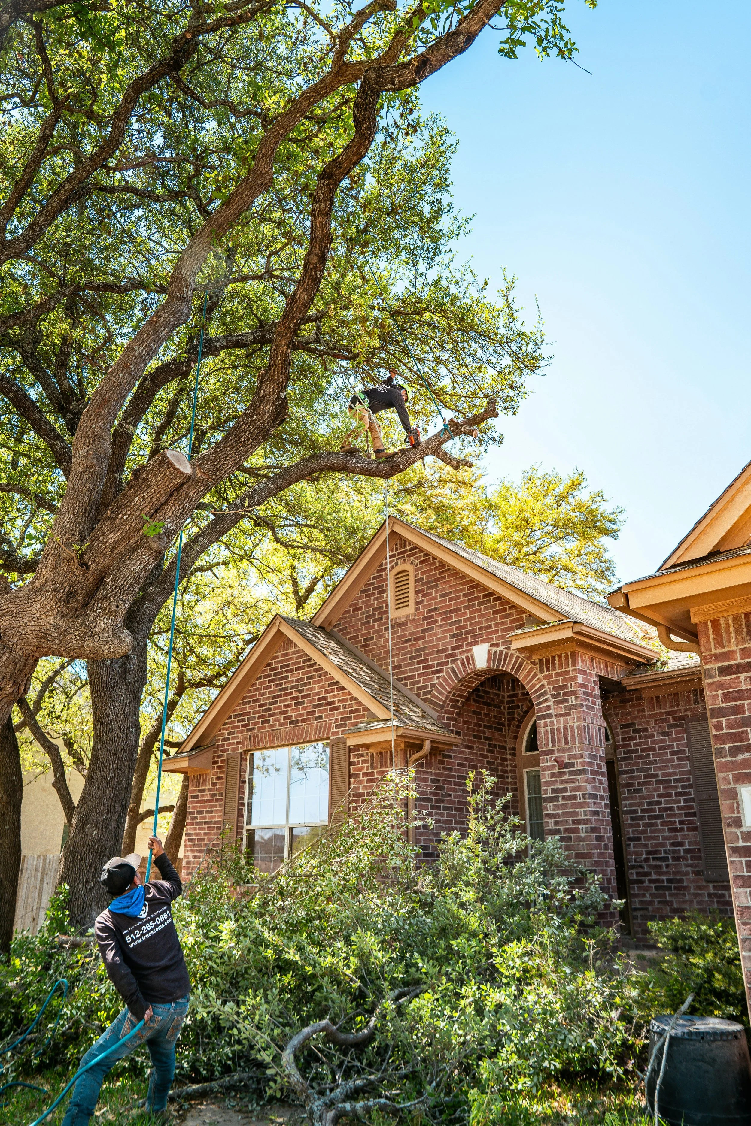 A person in a black cap and jacket is holding a chainsaw and climbing a large tree in a residential backyard. Another person at ground level is pulling on a rope, assisting in removing a large fallen branch. The house in the background is made of red brick with large windows, and the yard is filled with green shrubs and foliage.