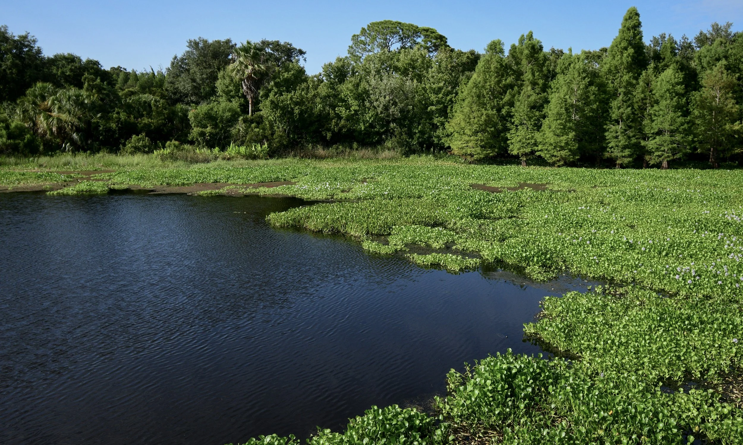 Open water curving through a wetland covered in green water hyacinths beneath a bright blue sky.